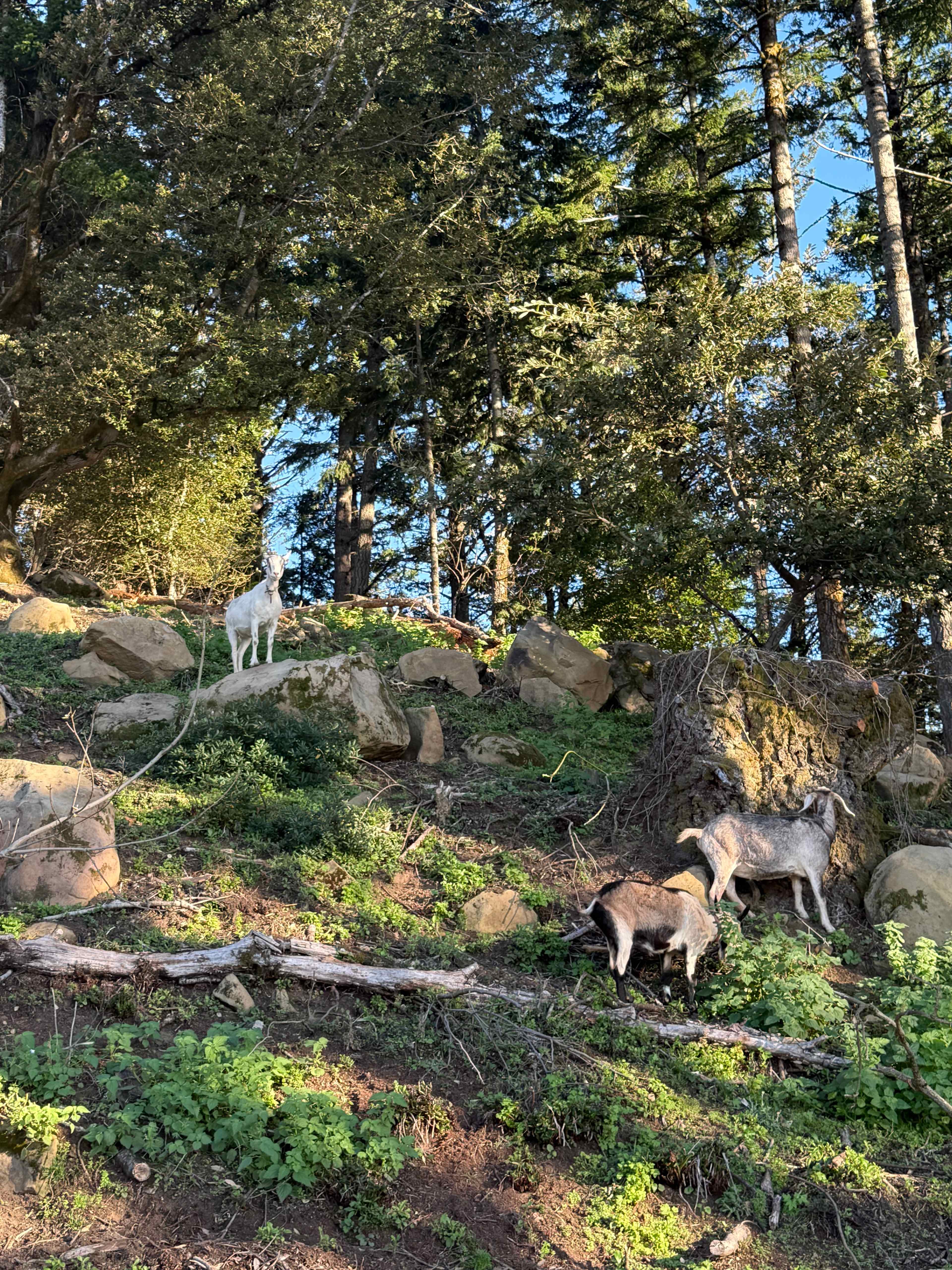 Kings Mountain Camp w/ ocean views