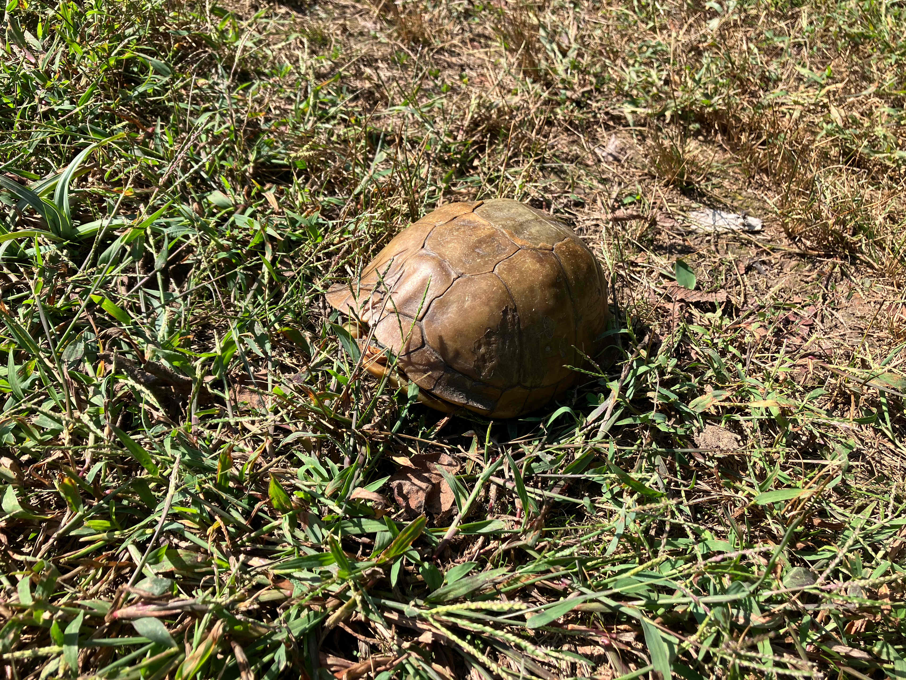 Hipcamp Bossmareranch and horse par