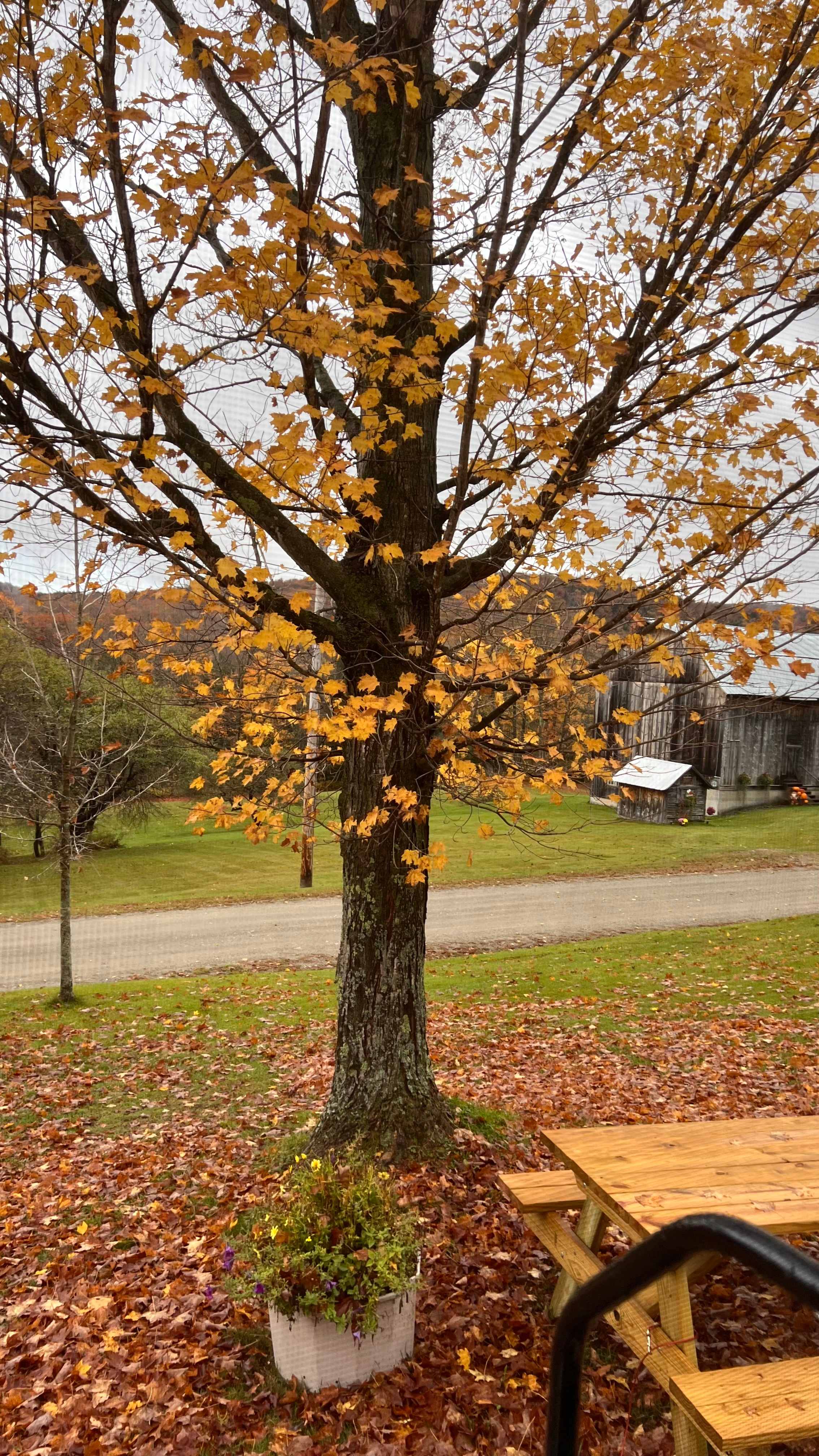 View from our camper door-looking right