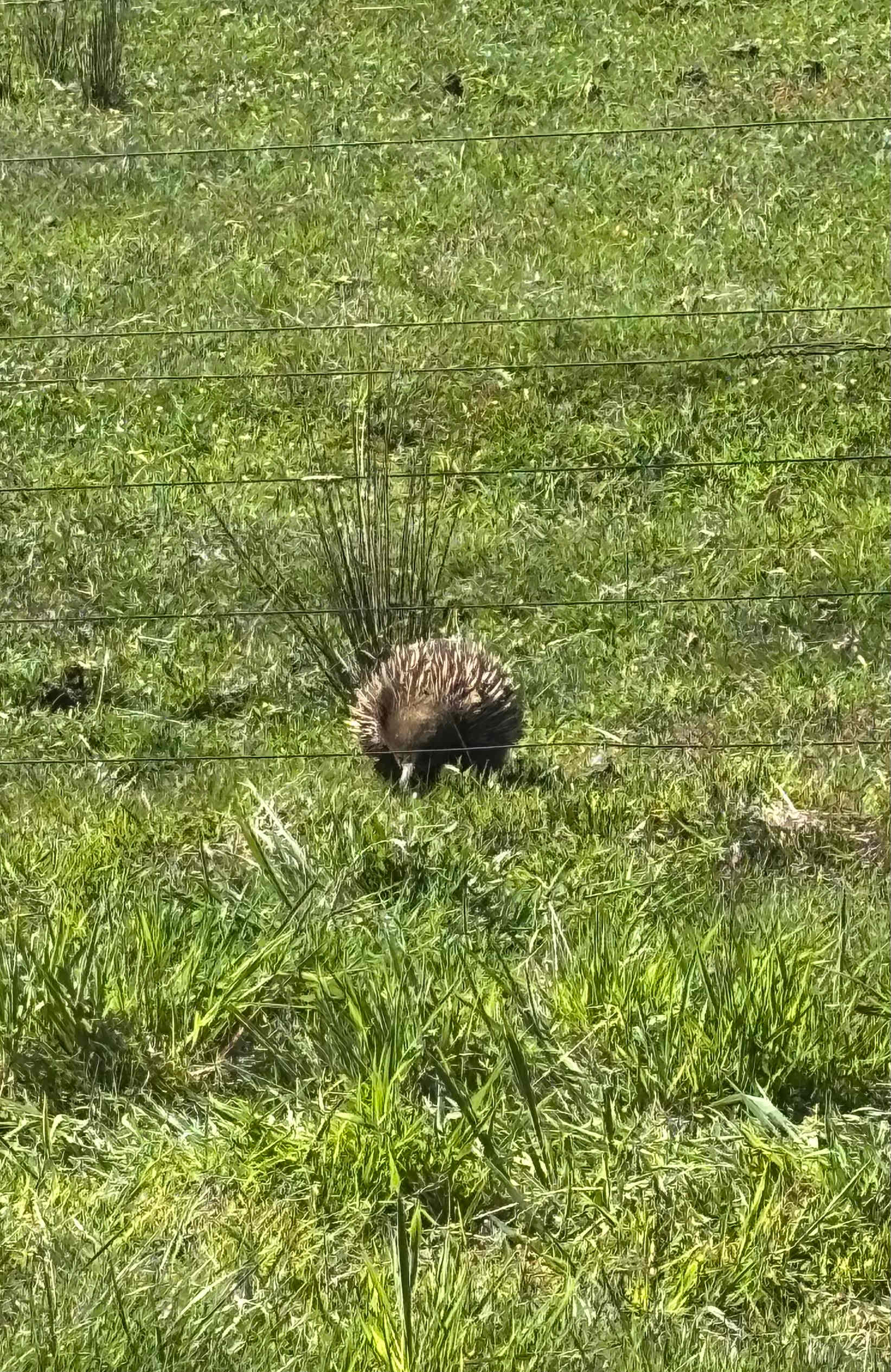 Echidna came visiting 
