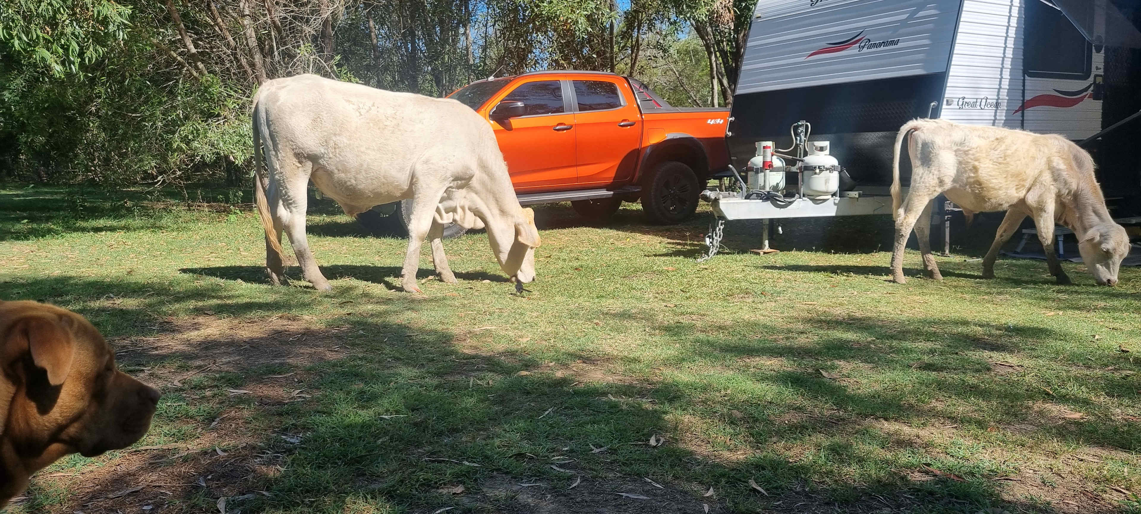 Peaceful Riverside Camping