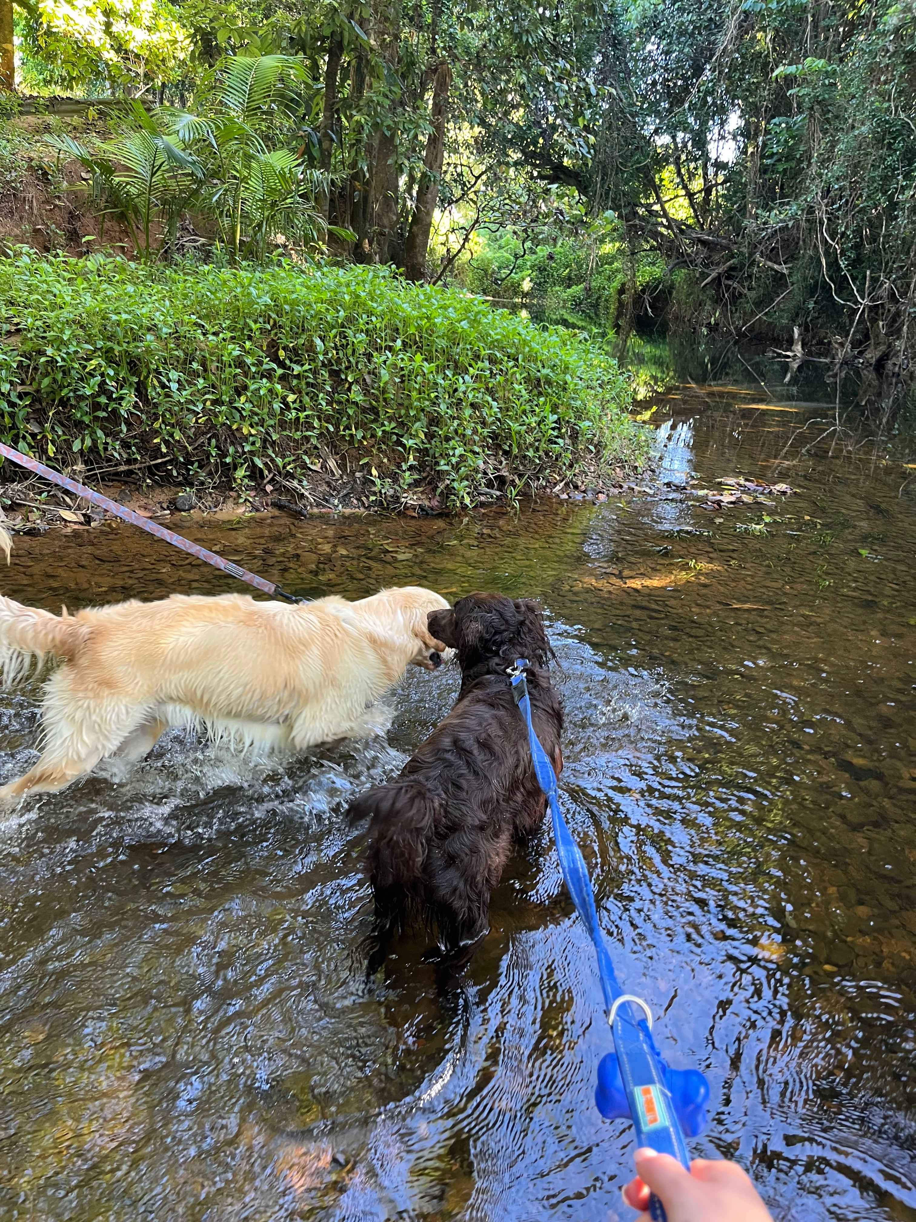 Tropical Woopen Creek Camping