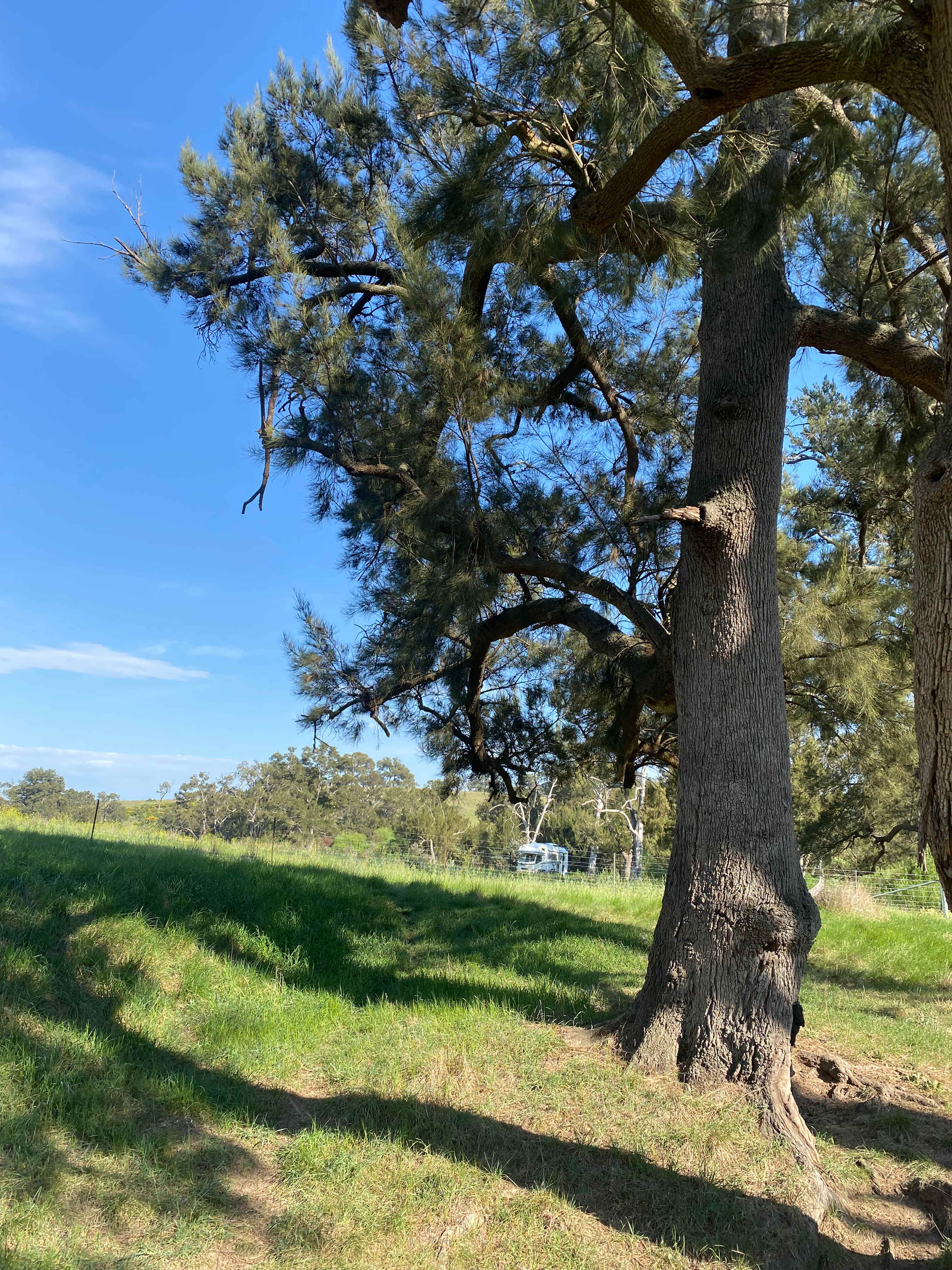 Windy Oaks Farm, O'Connell
