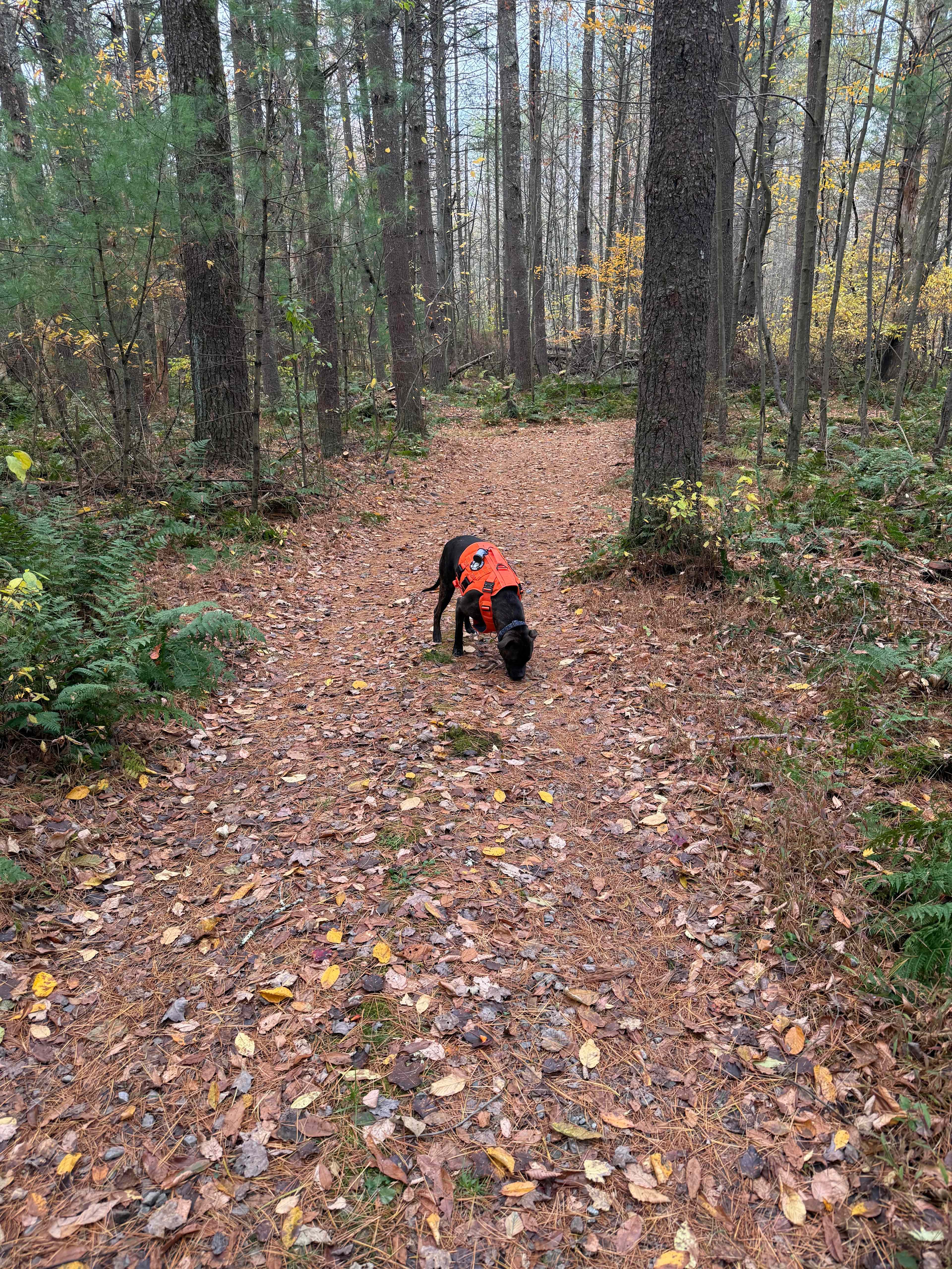 Plenty of trails to explore