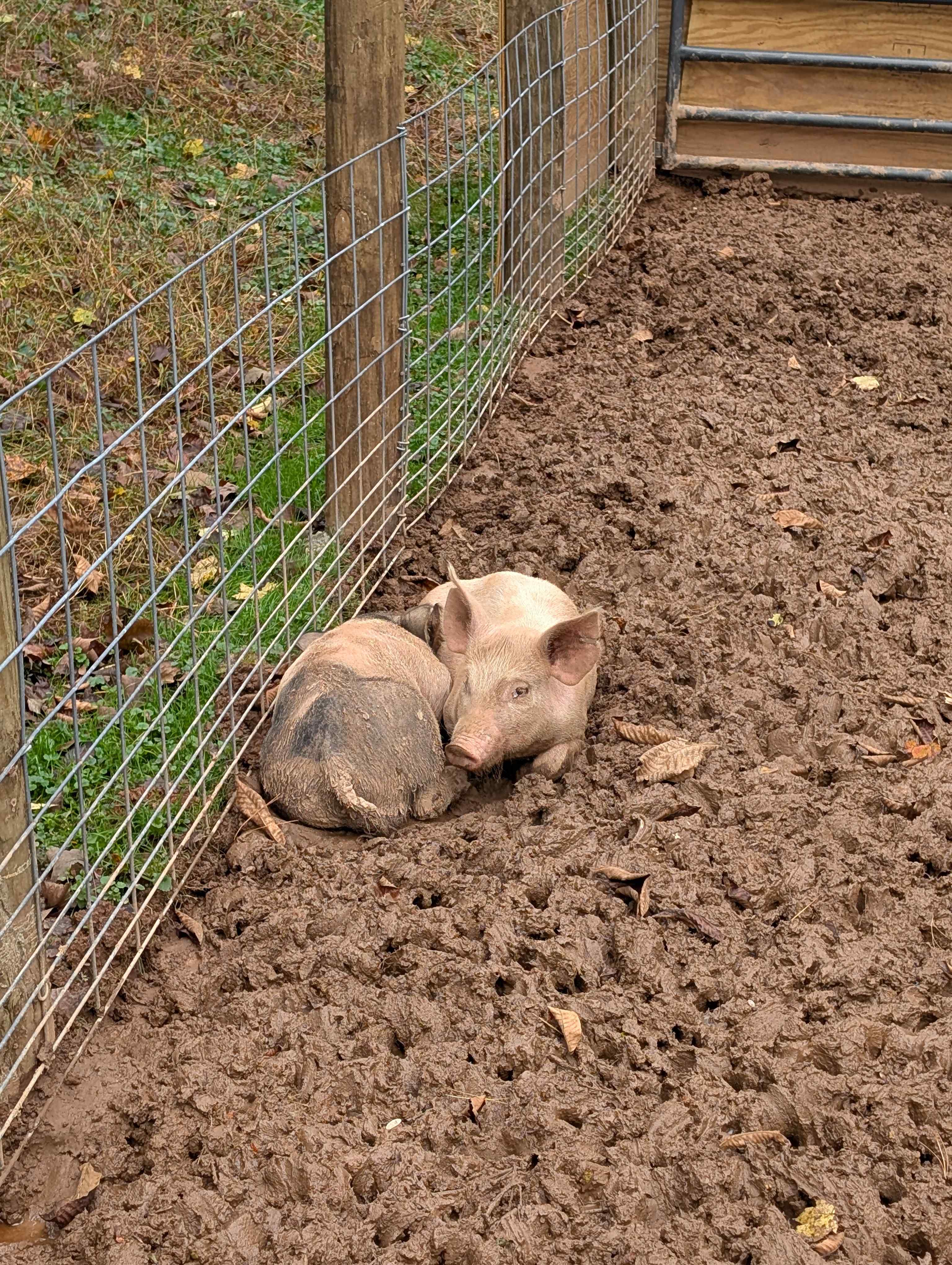 Harvest and Hive Farms