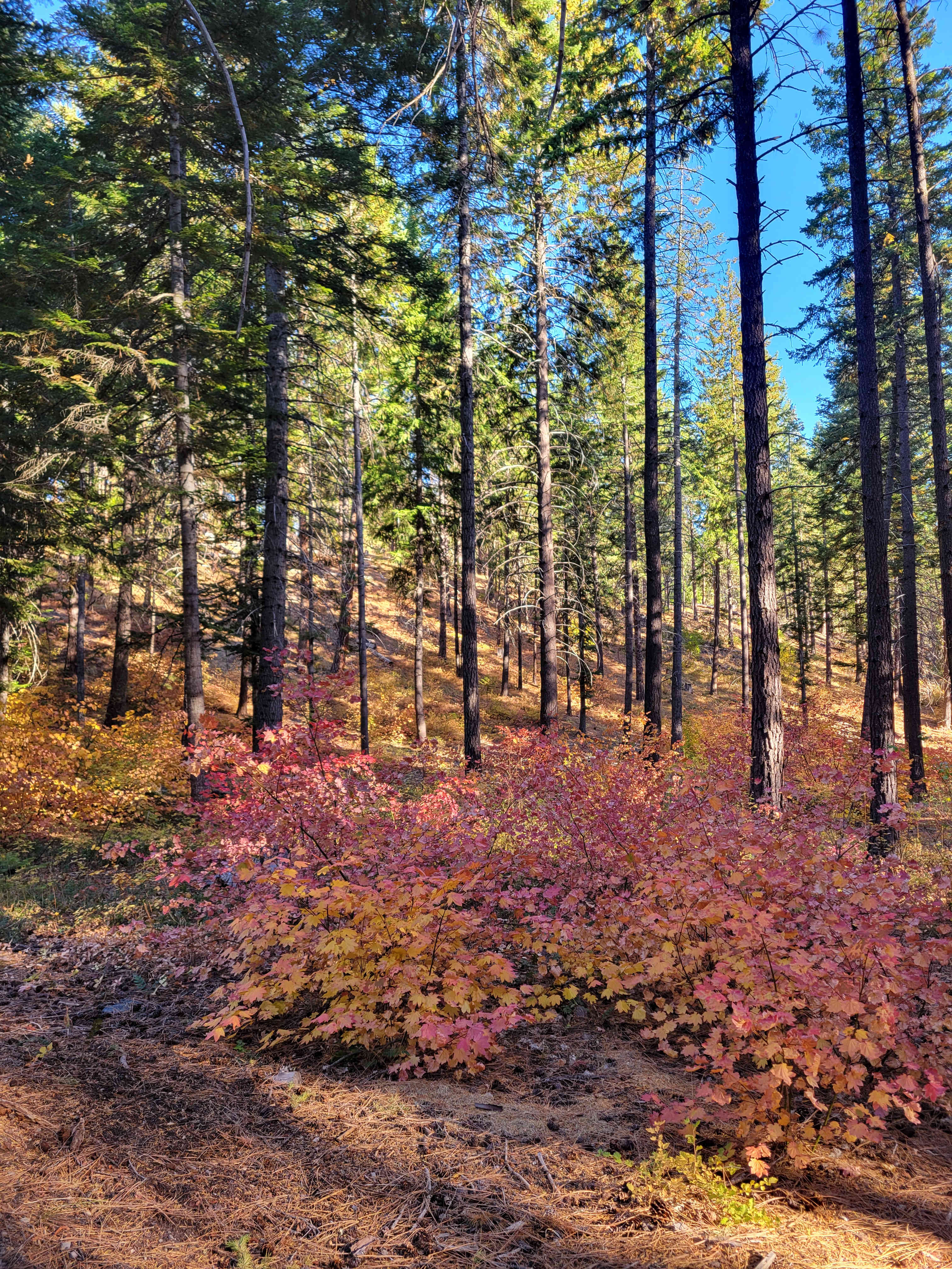 Colorful vine maples!