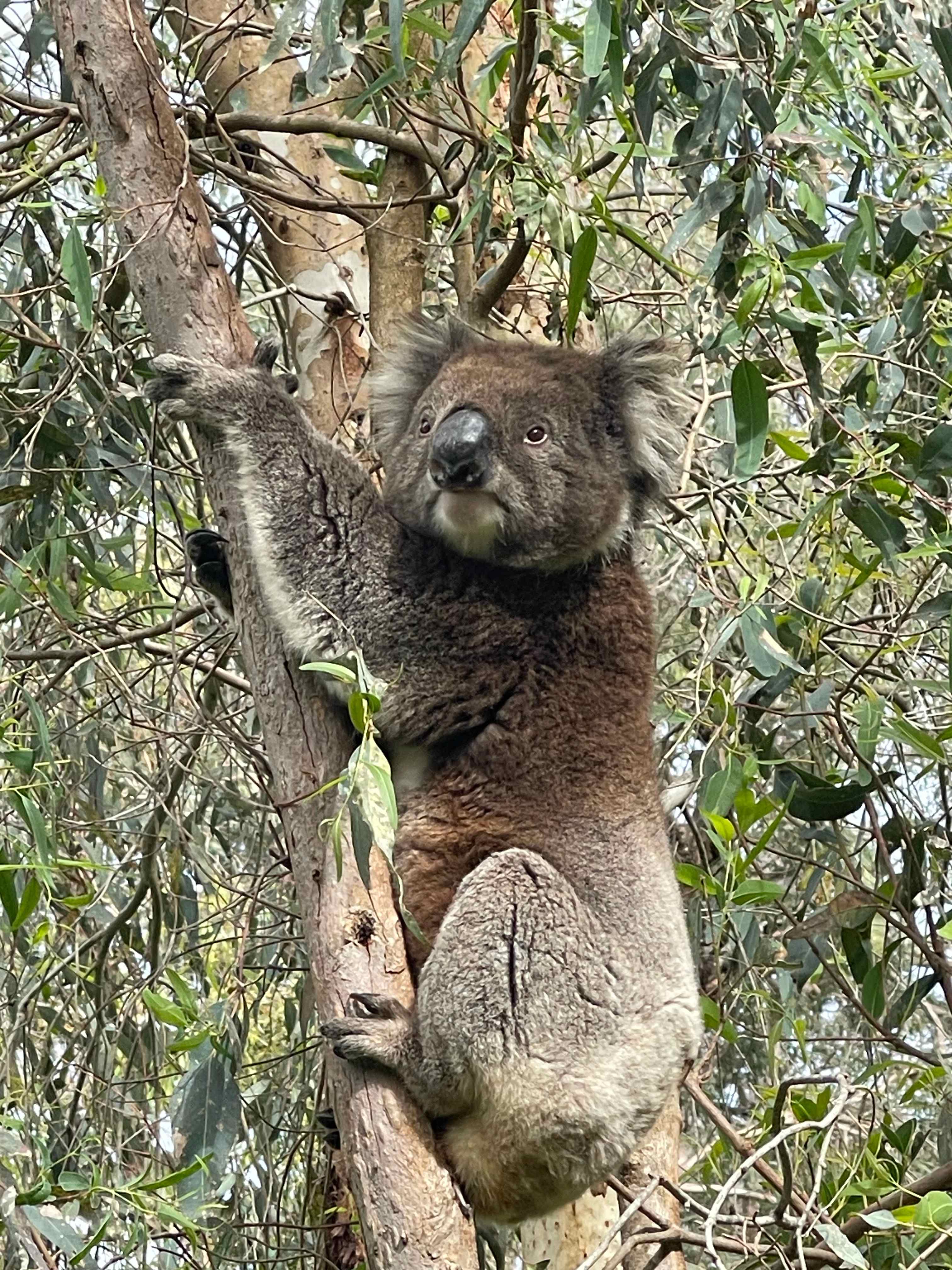 Camp Toondilla (Clarendon SA)