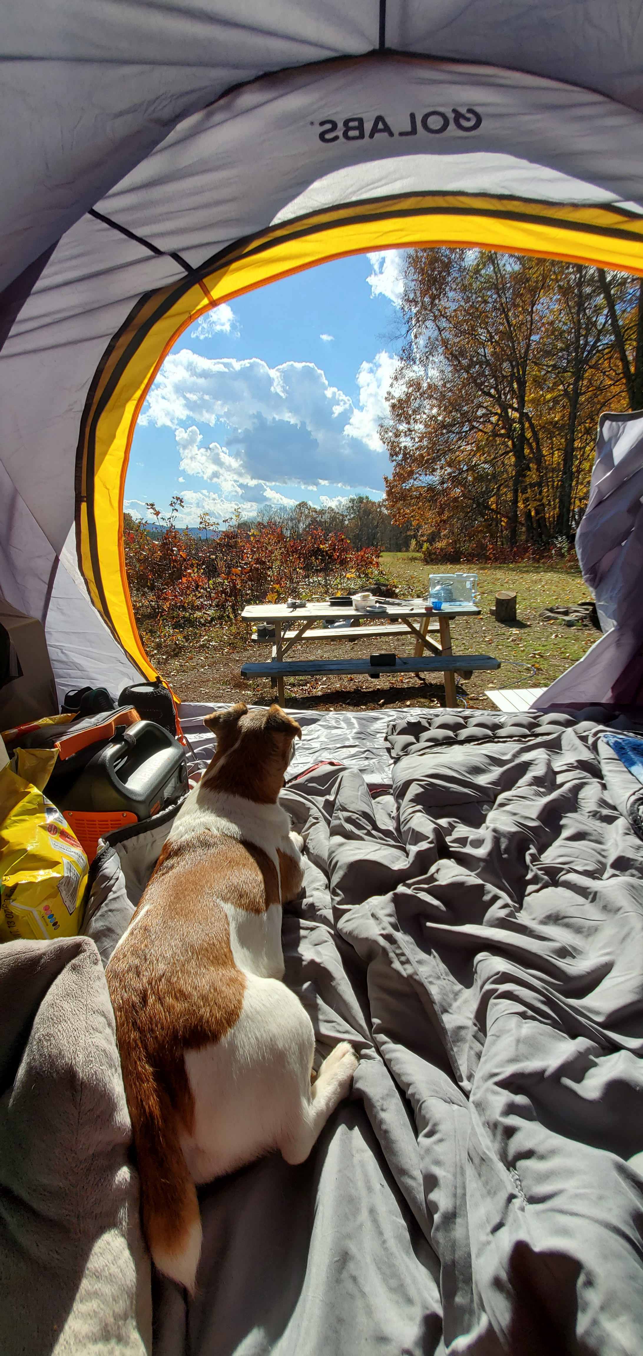 Dog sunbathing after morning rain