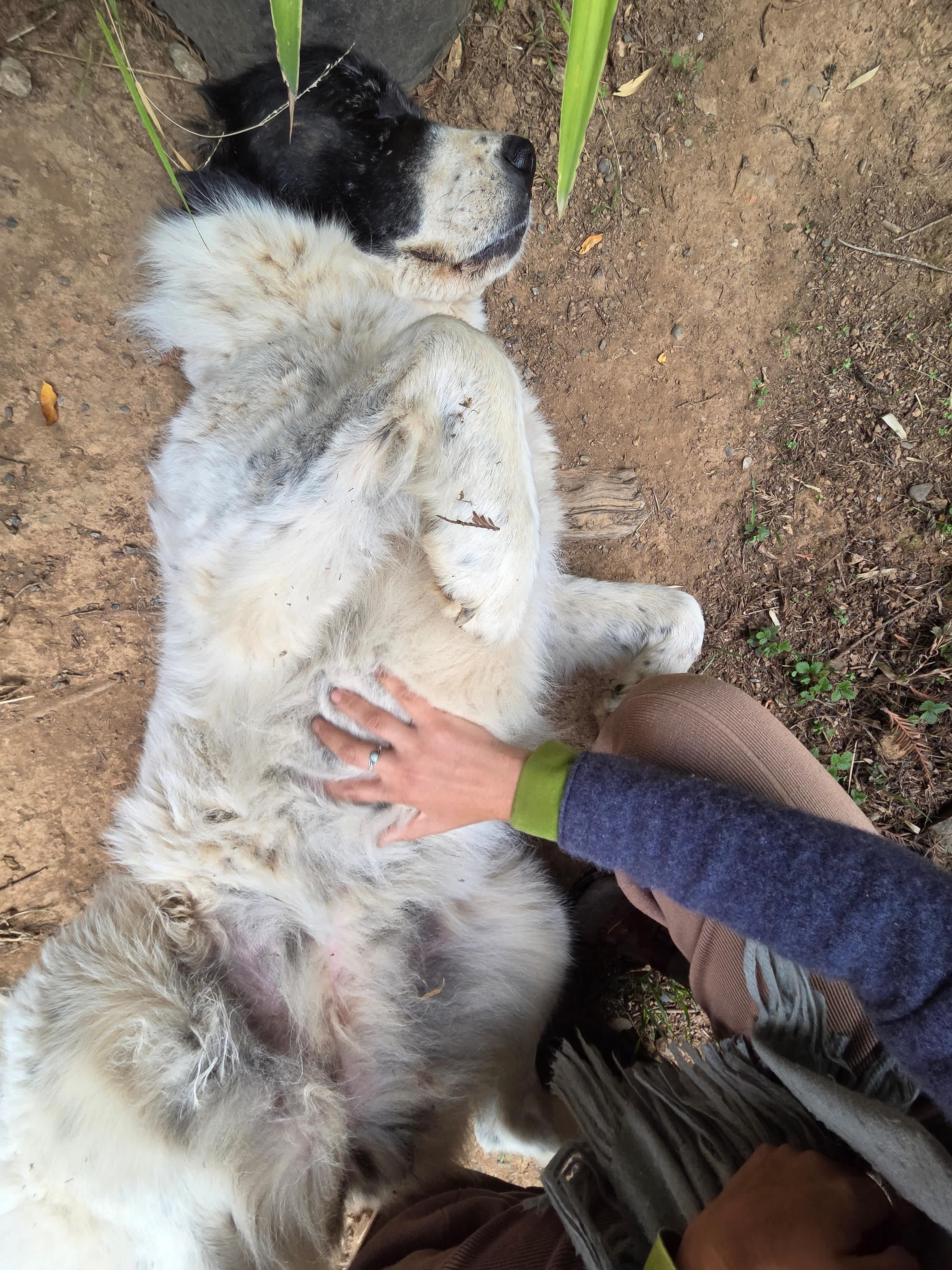 ginormous sweetheart doggies 🤍