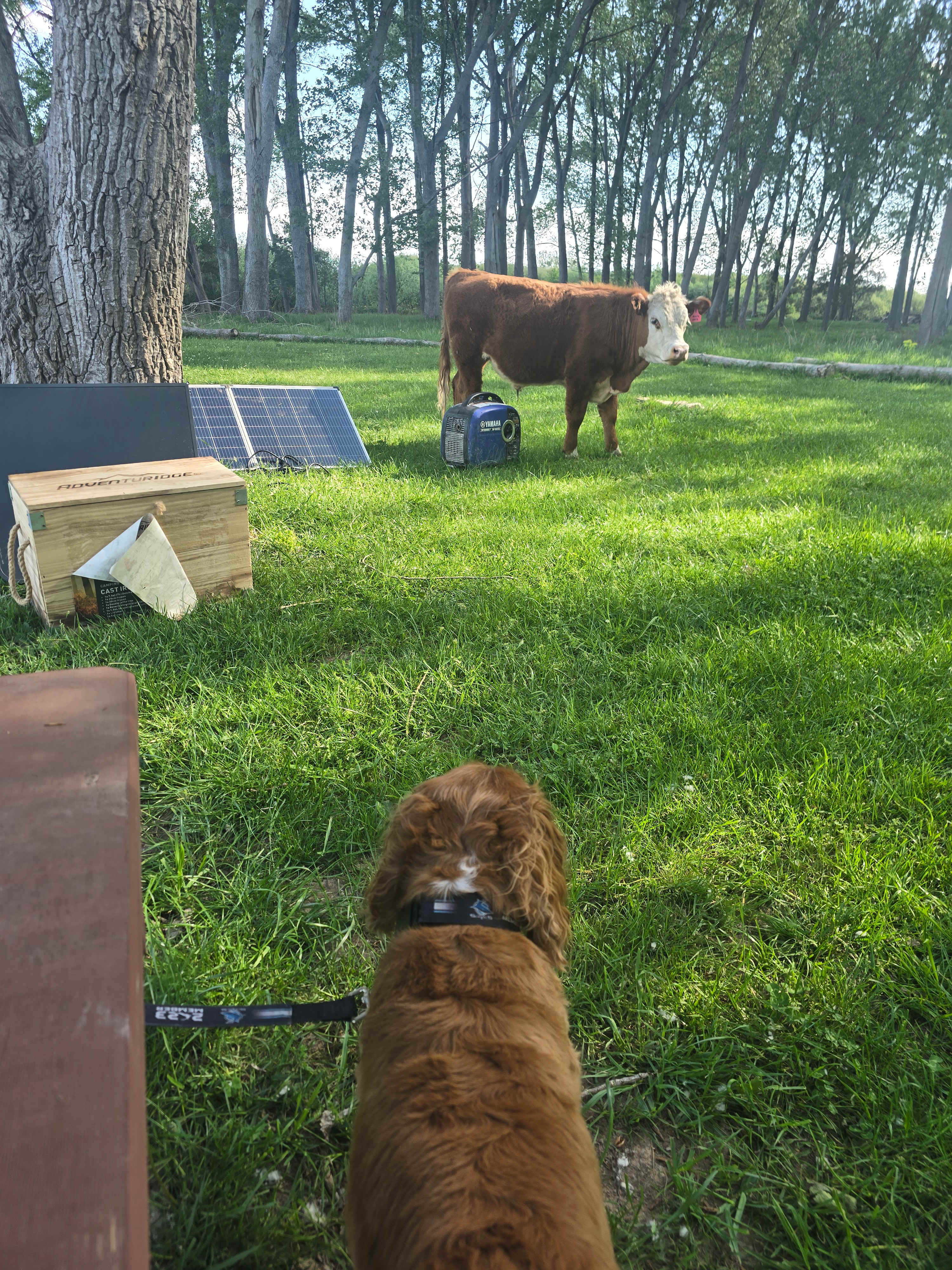 Wings of the Carribee