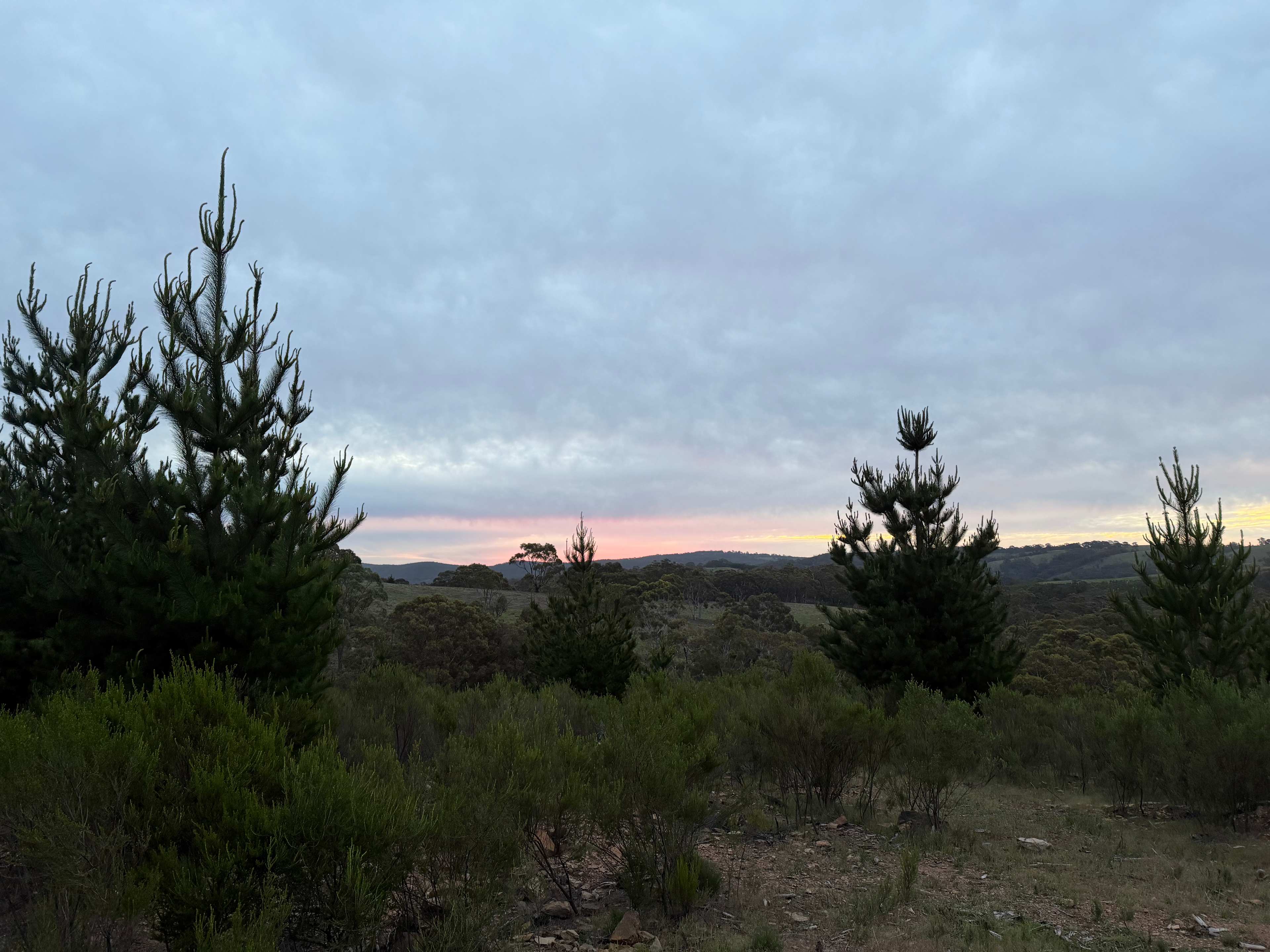 Pine Gums, via Goulburn.