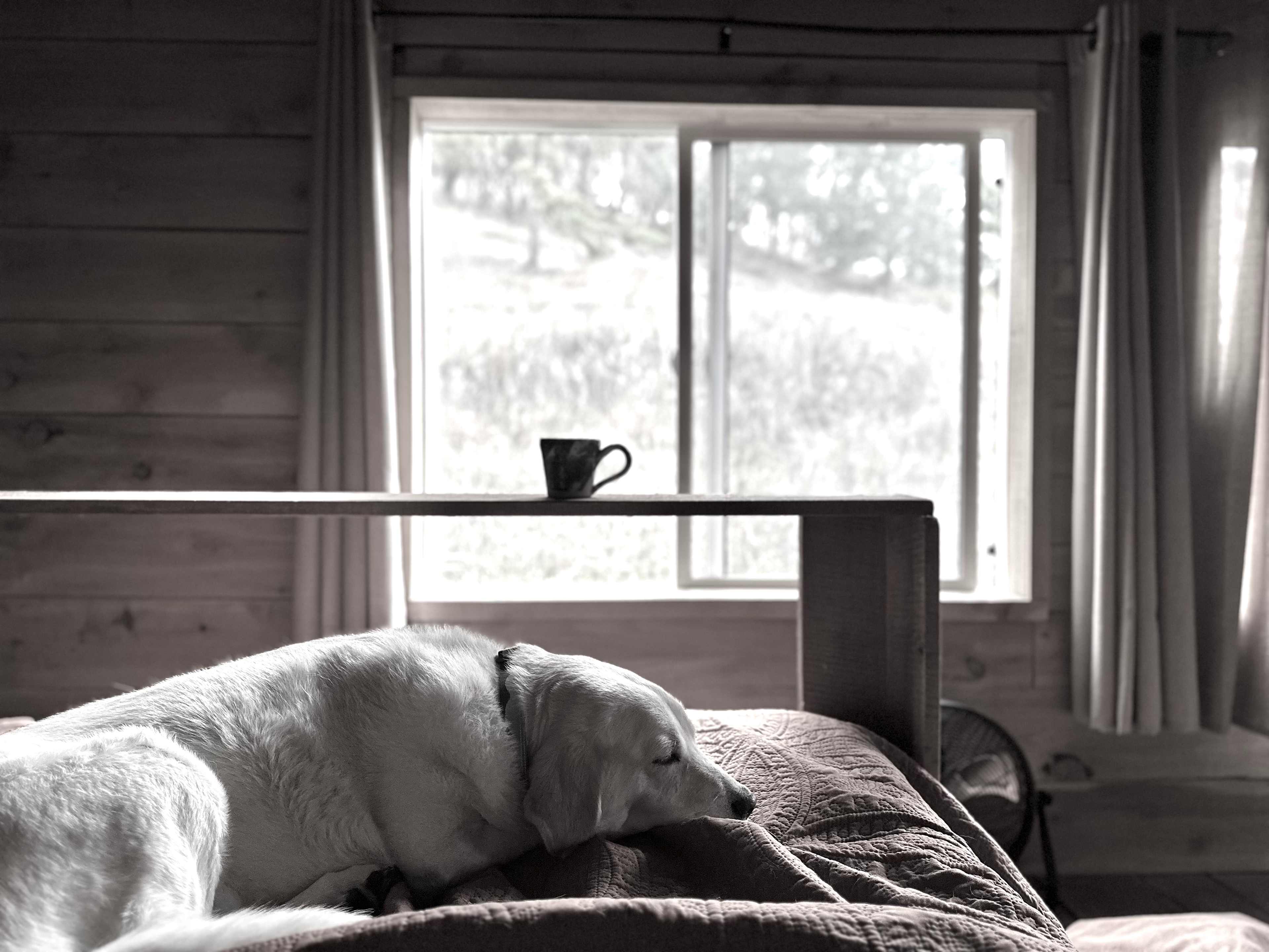 Secluded Forest Haven