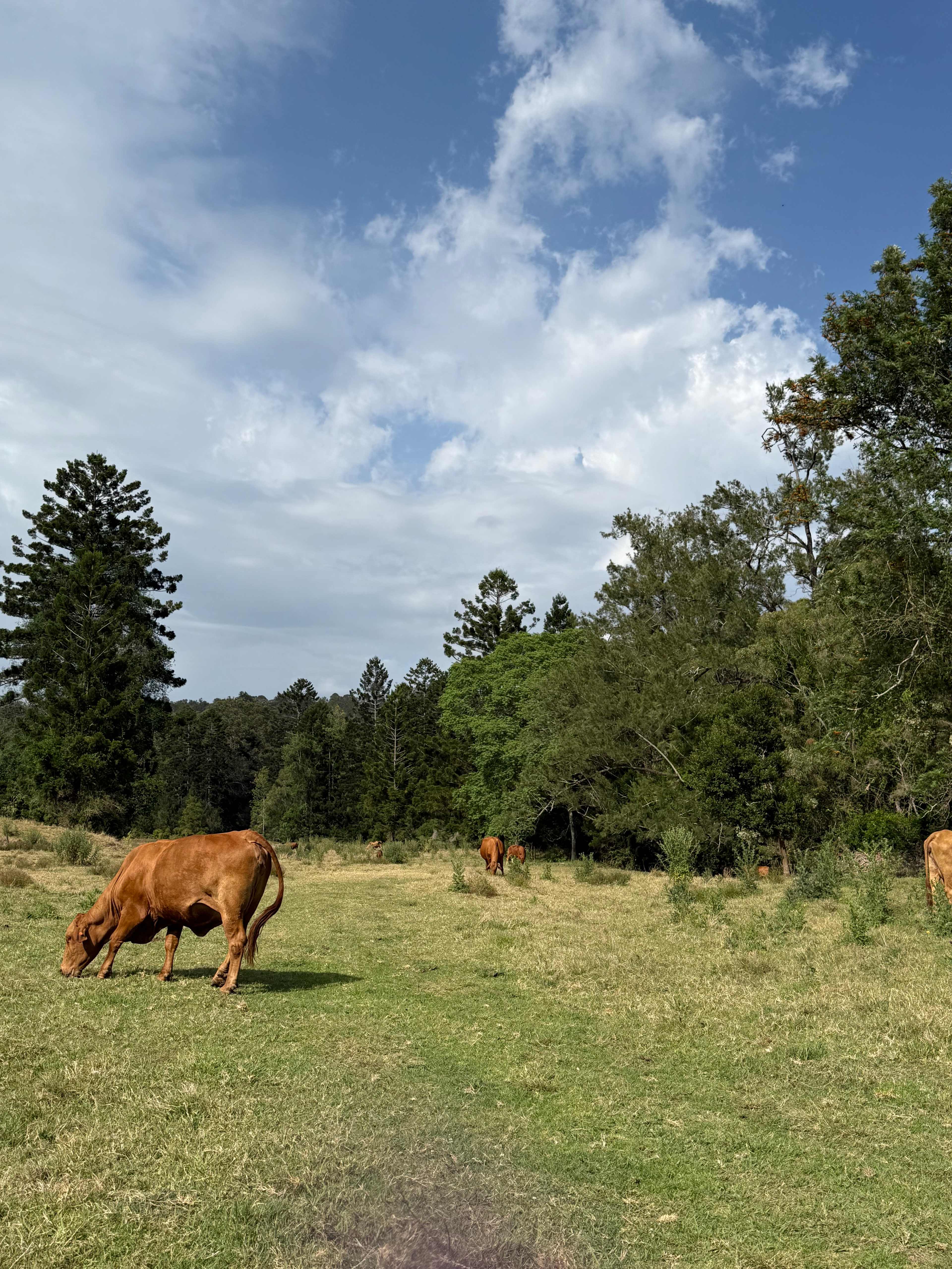 Tyungun At Ferny Glen