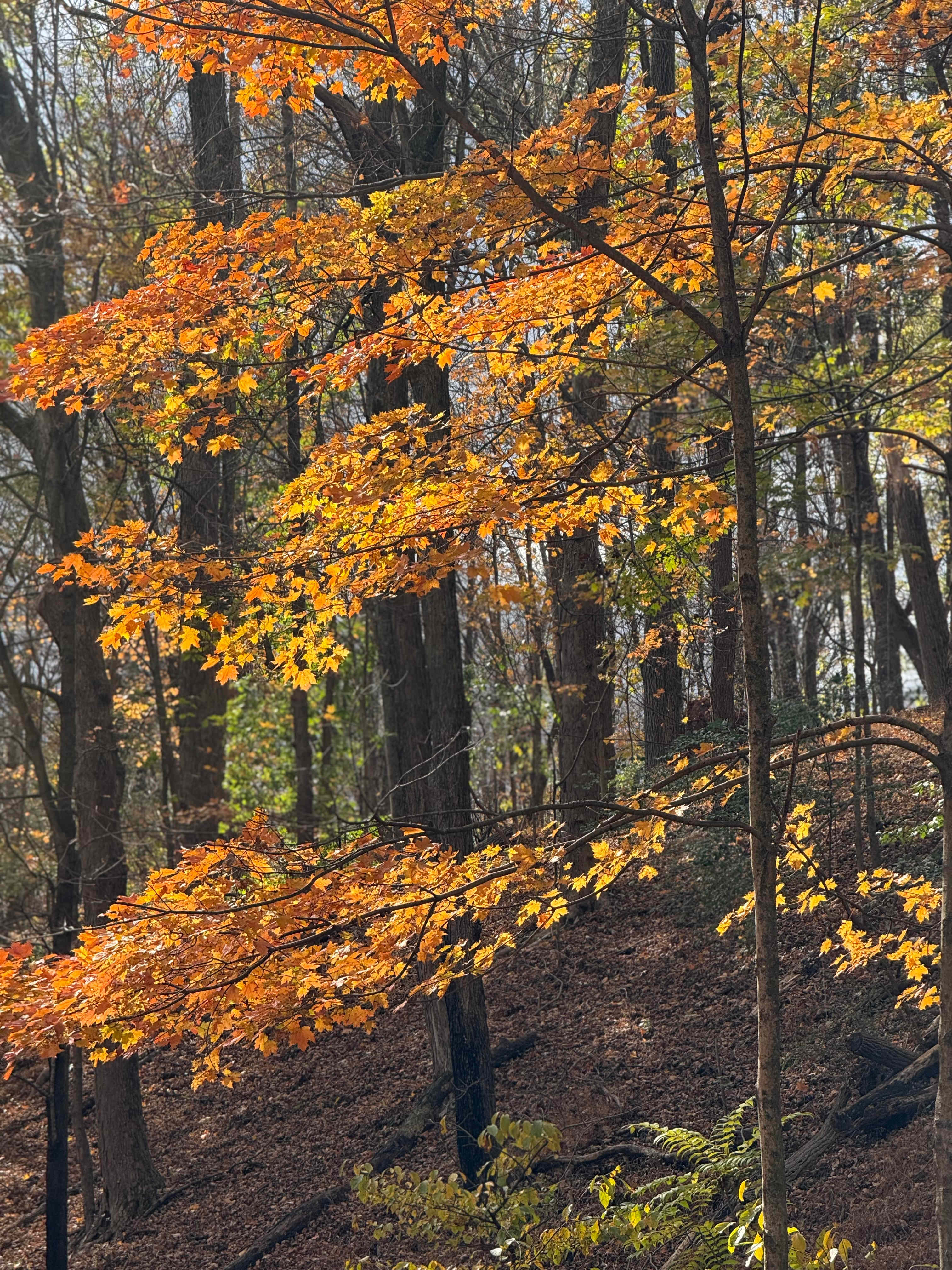 Secluded Creek Side Camping