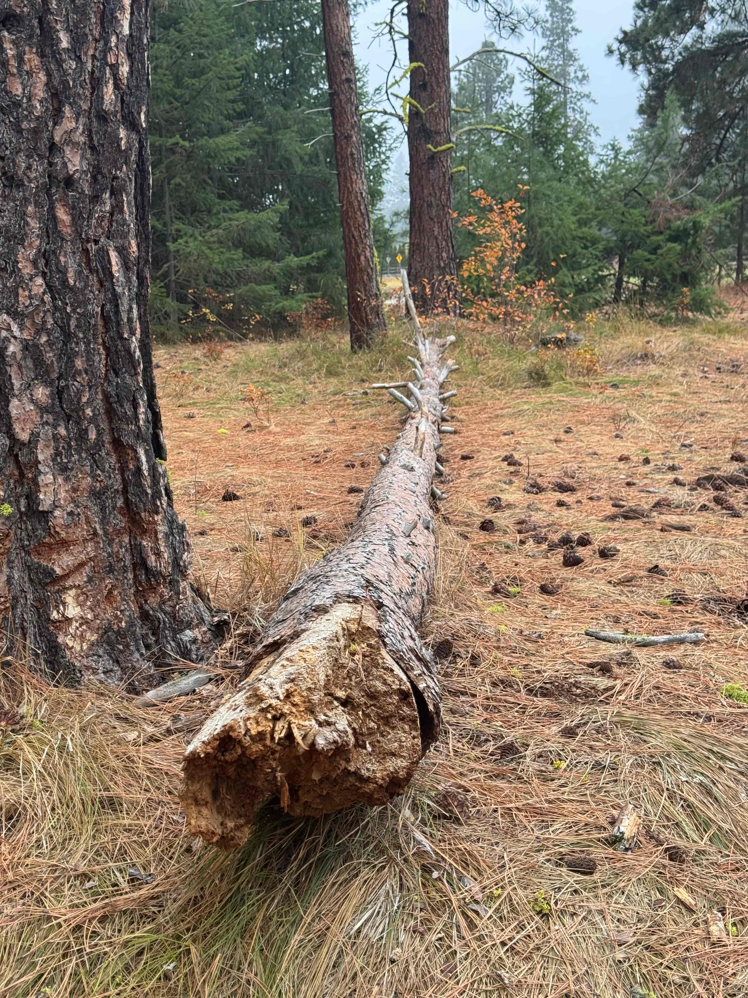 Camp Happy Dogs!  Plain Wa.