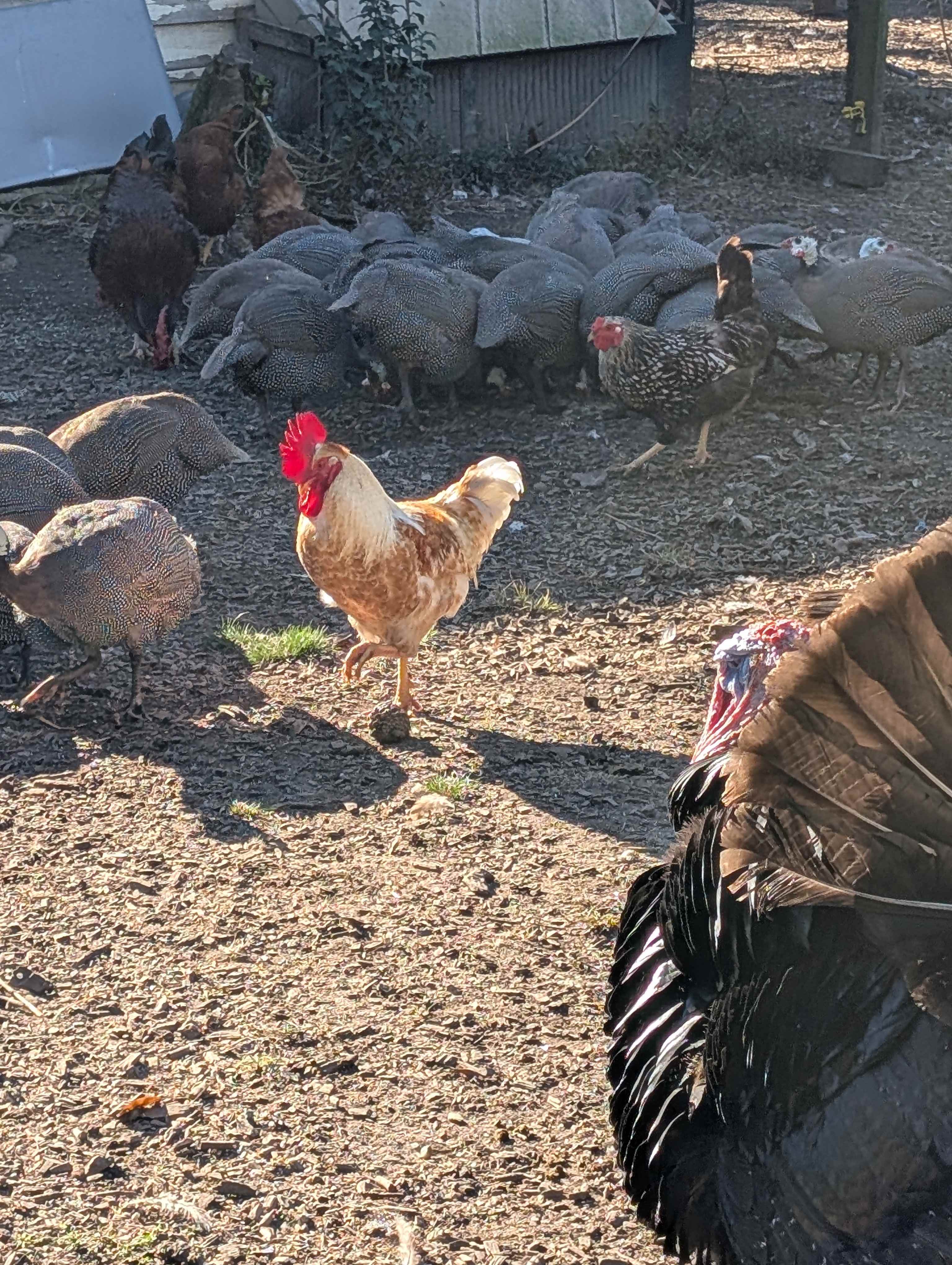 Chad. The name is fitting, ask Ian his story. 