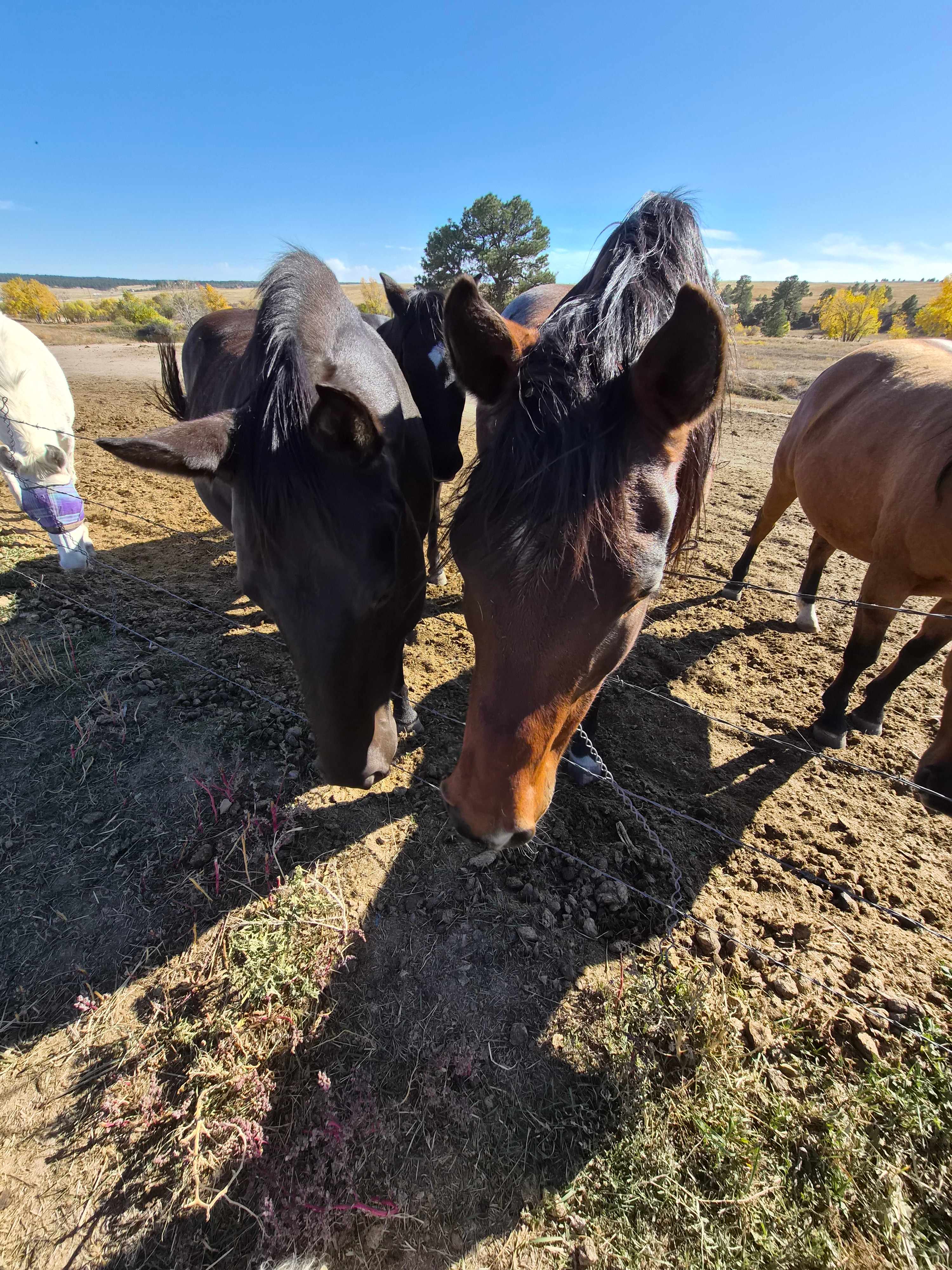 120 Acre Animal Sanctuary