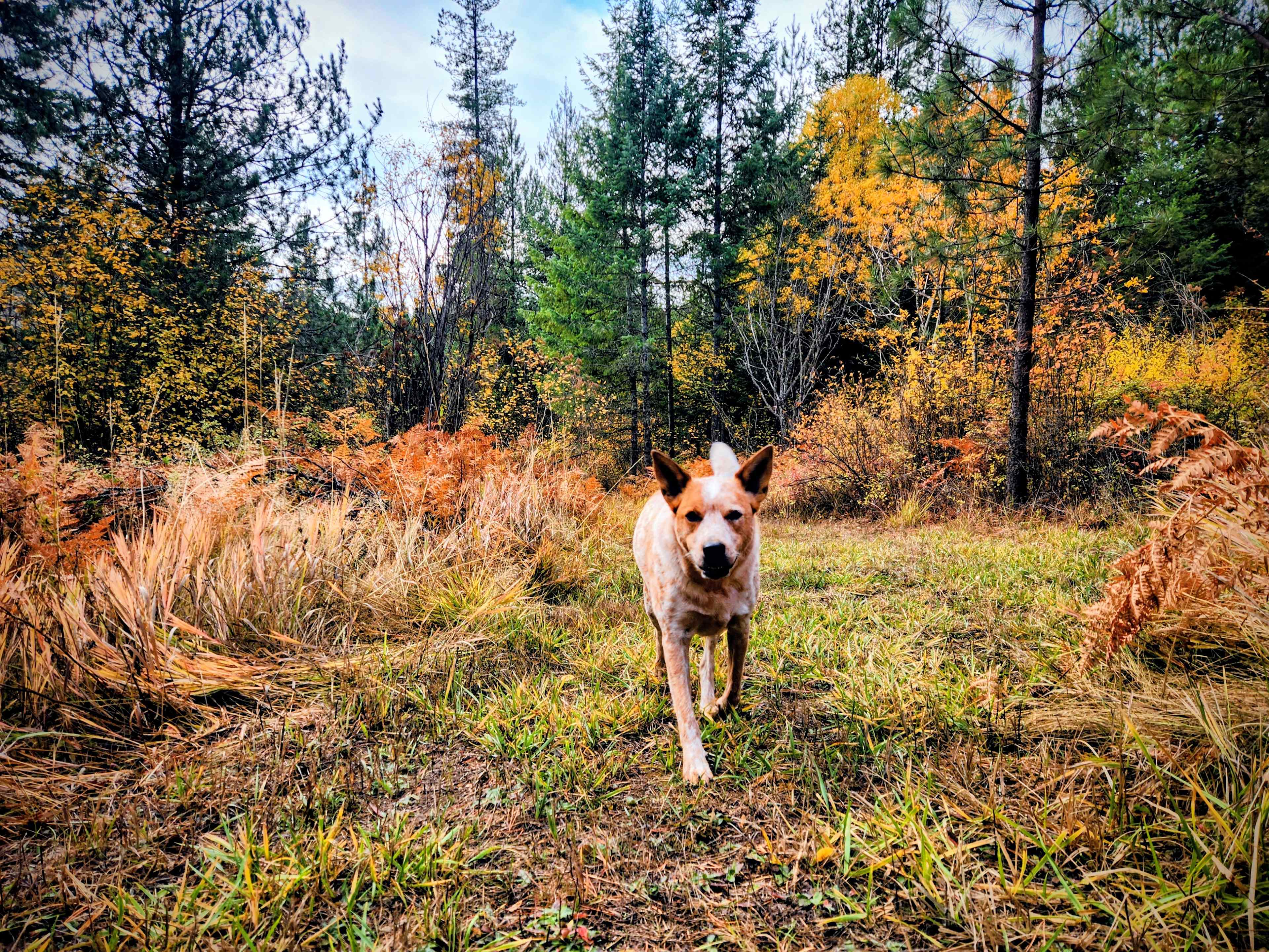 David's Hodge Podge Lodge Camping