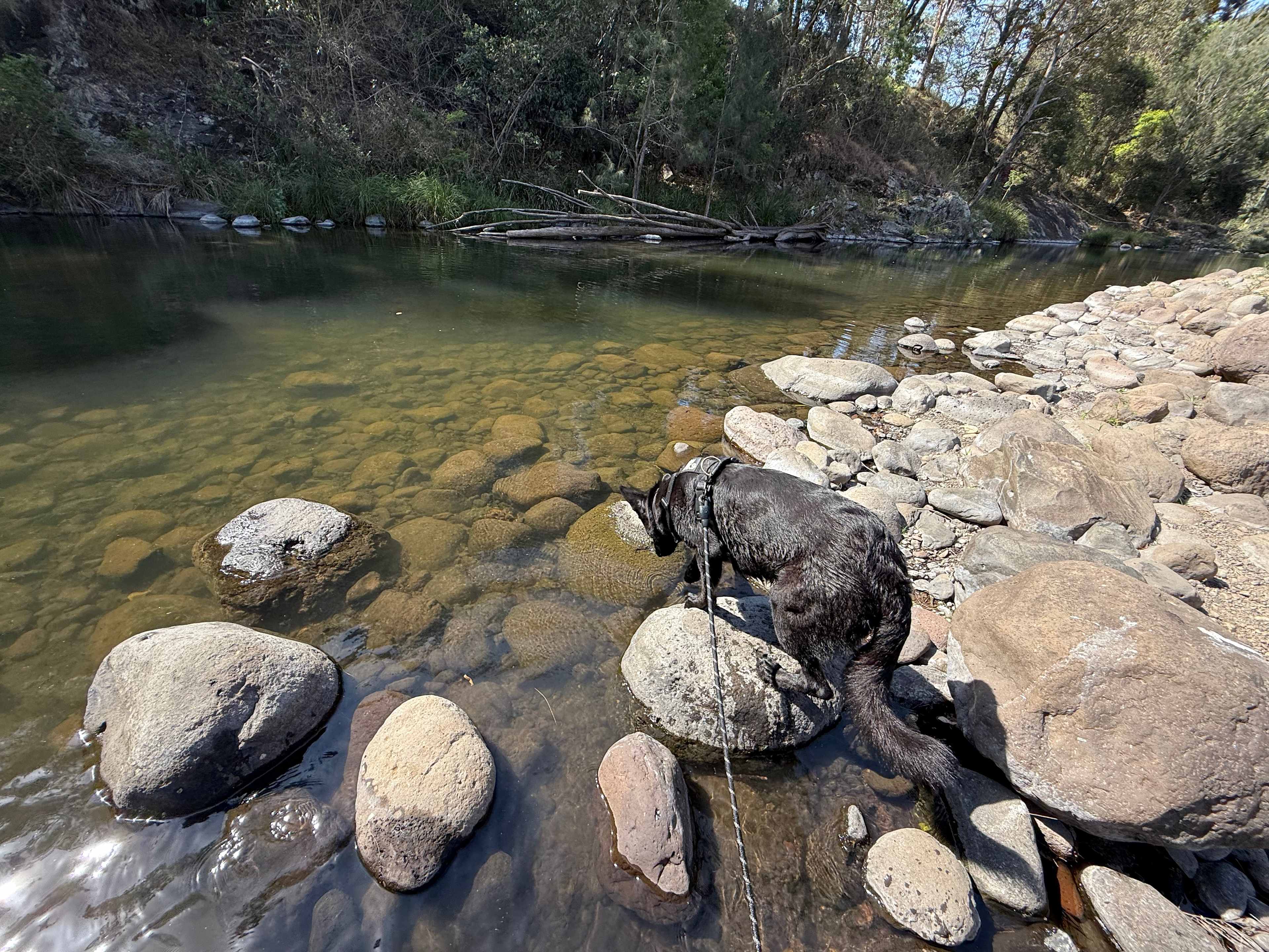 Sarabah Creek Camping