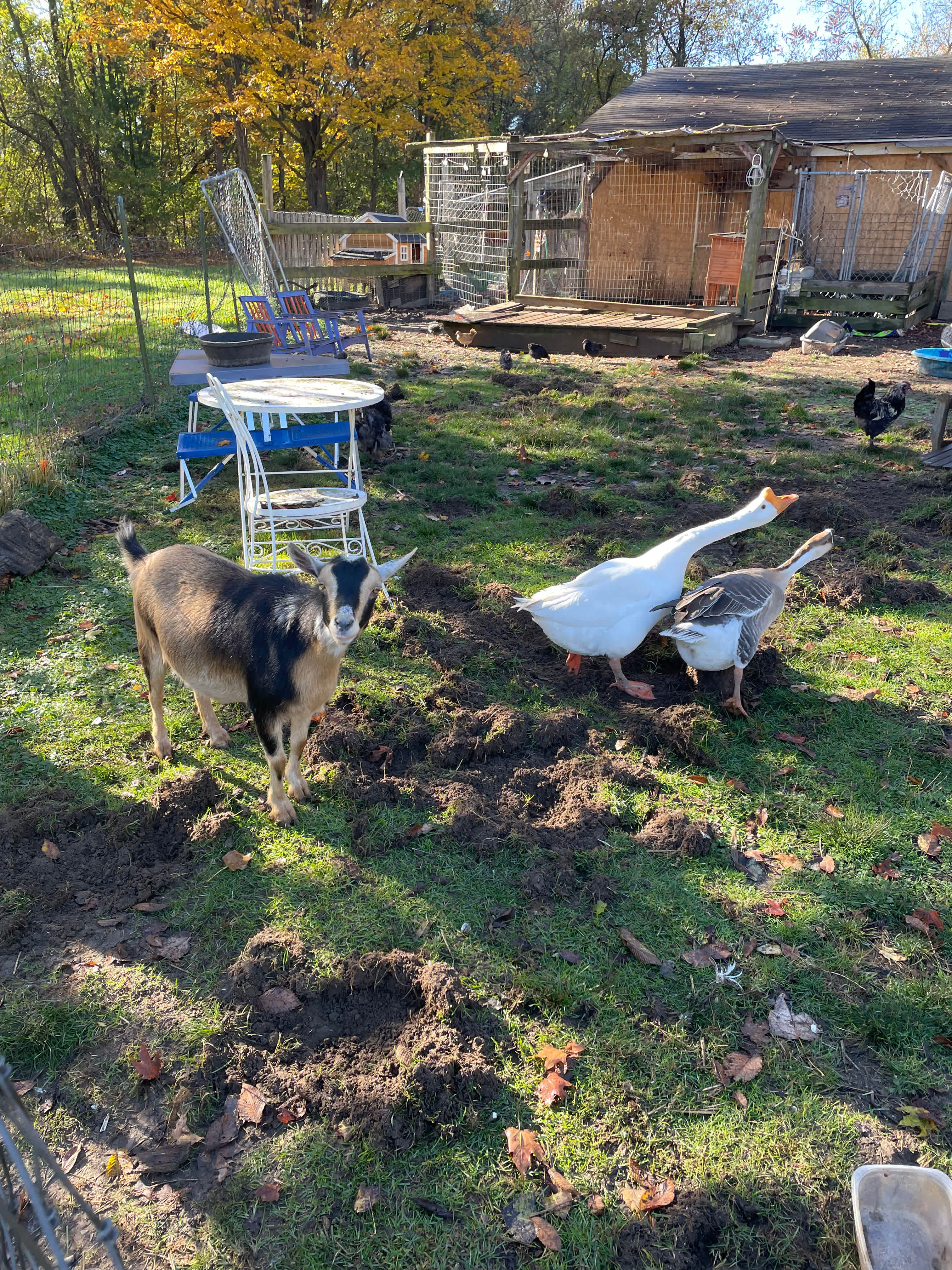A Waggin' Good Time At Mellow Acres