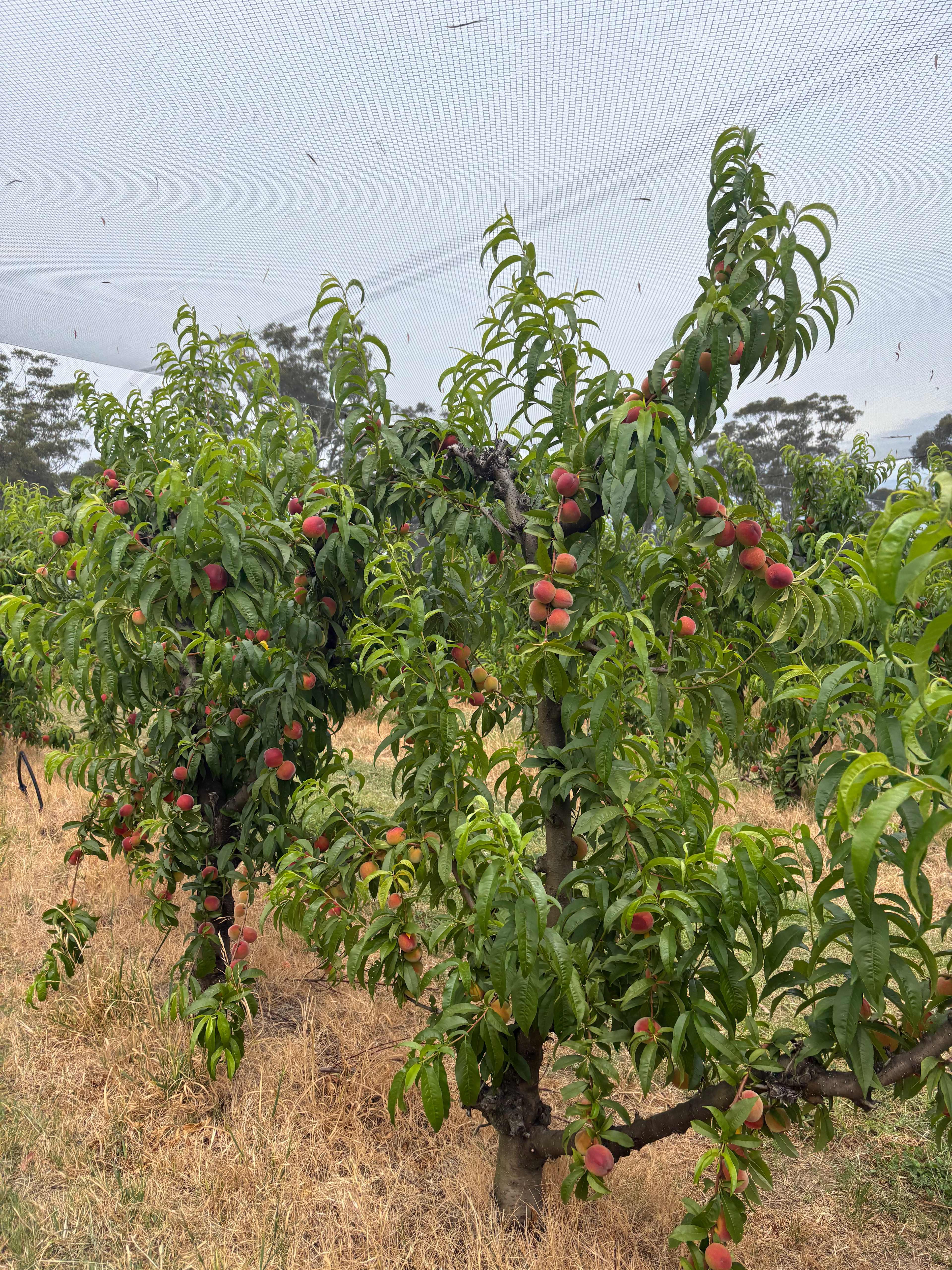 Canoelands Orchard Camping