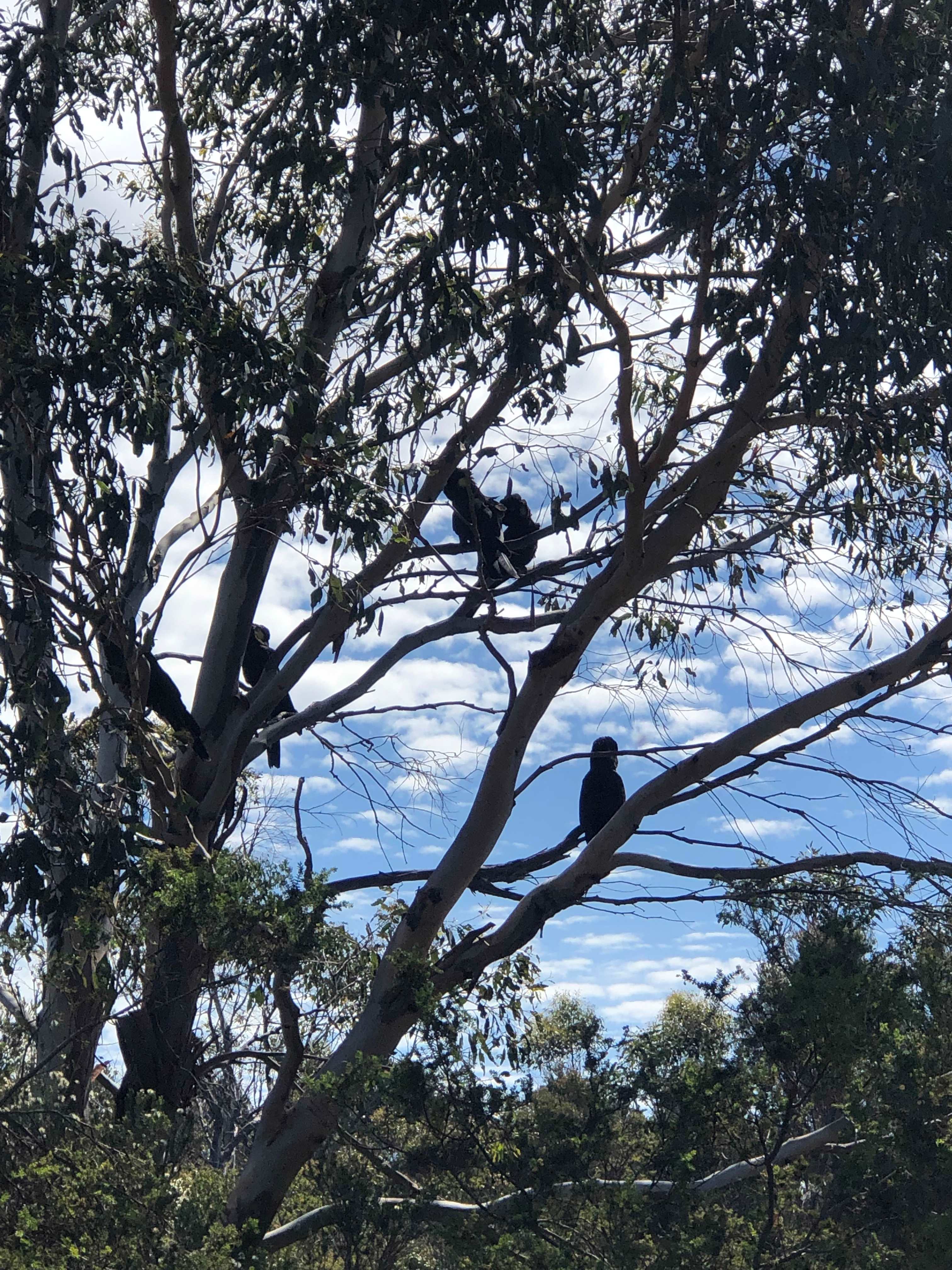 Gorgeous black cockatoo family came for a visit 