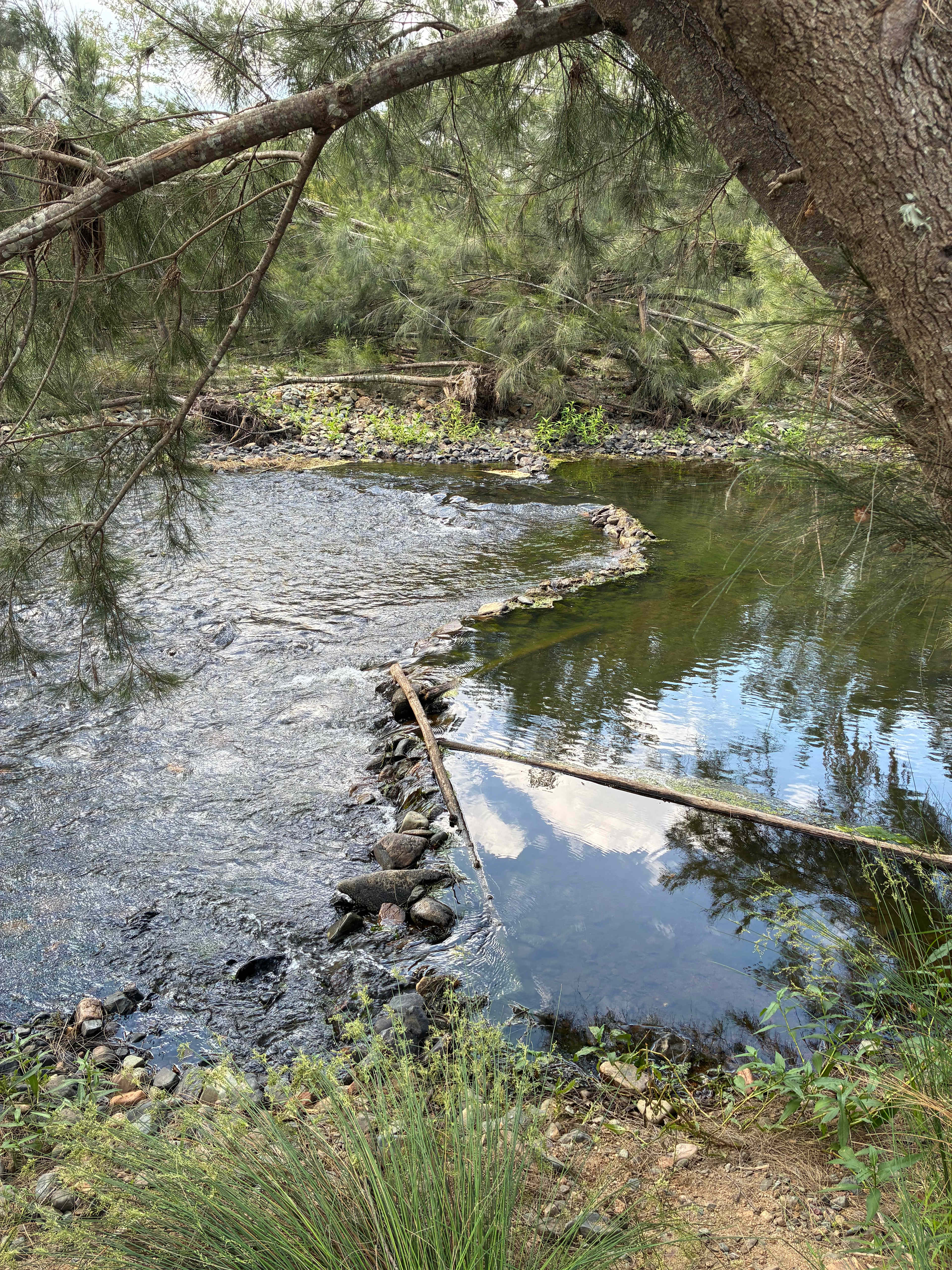 Guppy Gully on the Mary