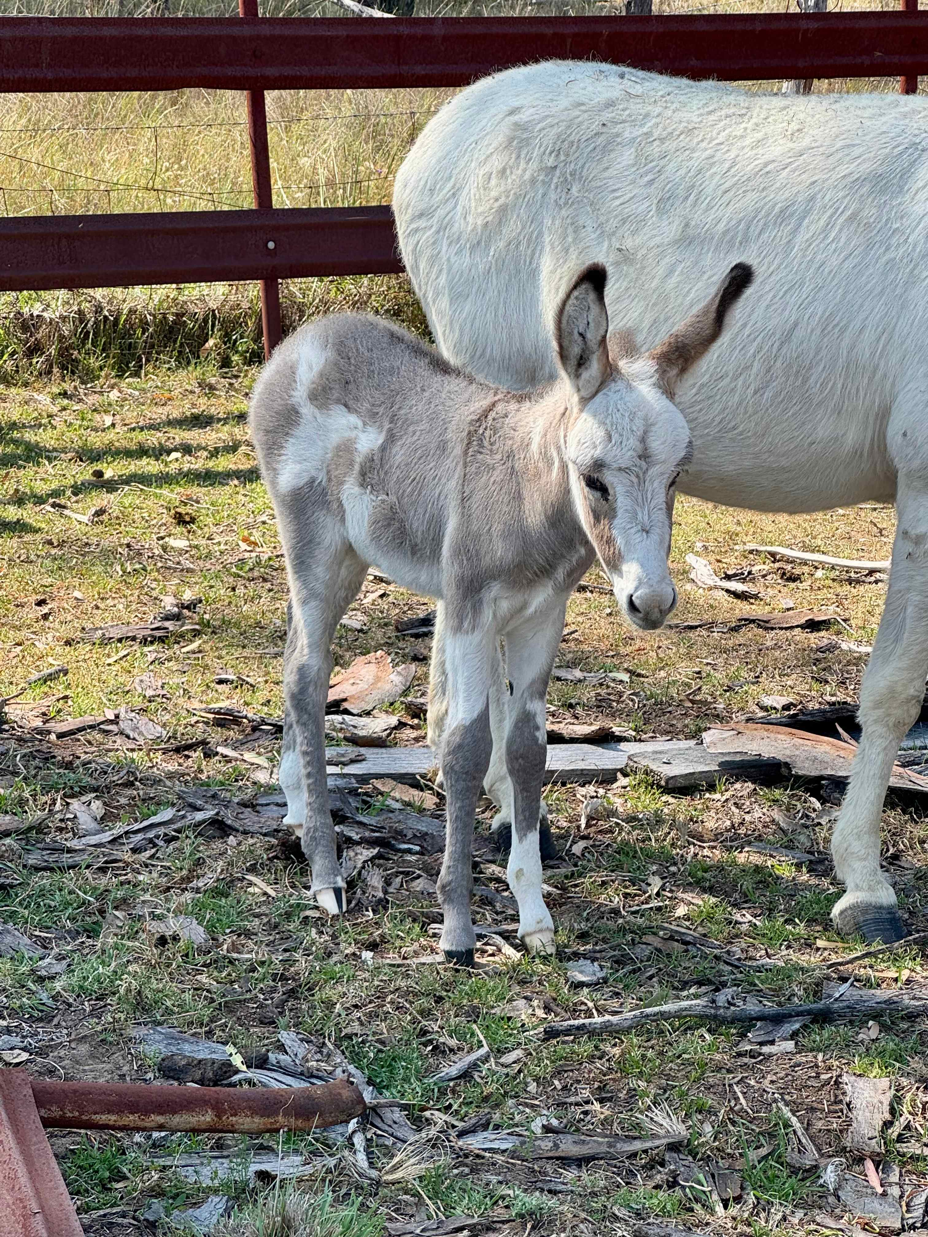 Beautiful farm baby.