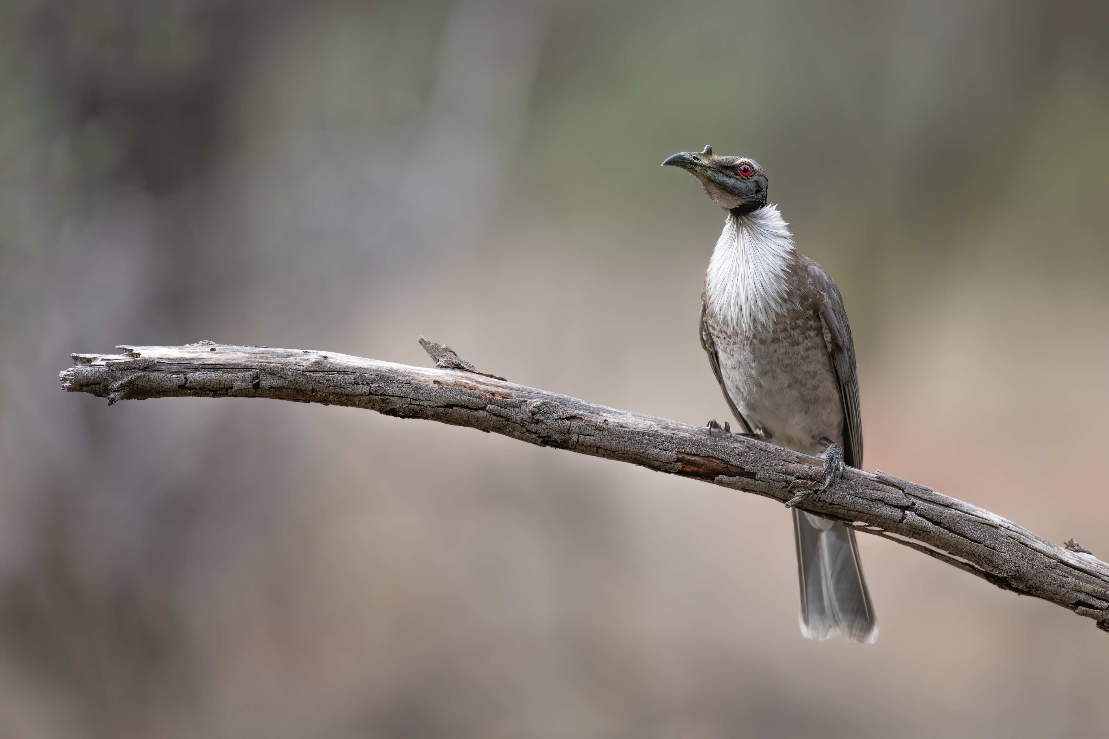 Myall Park Botanic Camp & Retreat