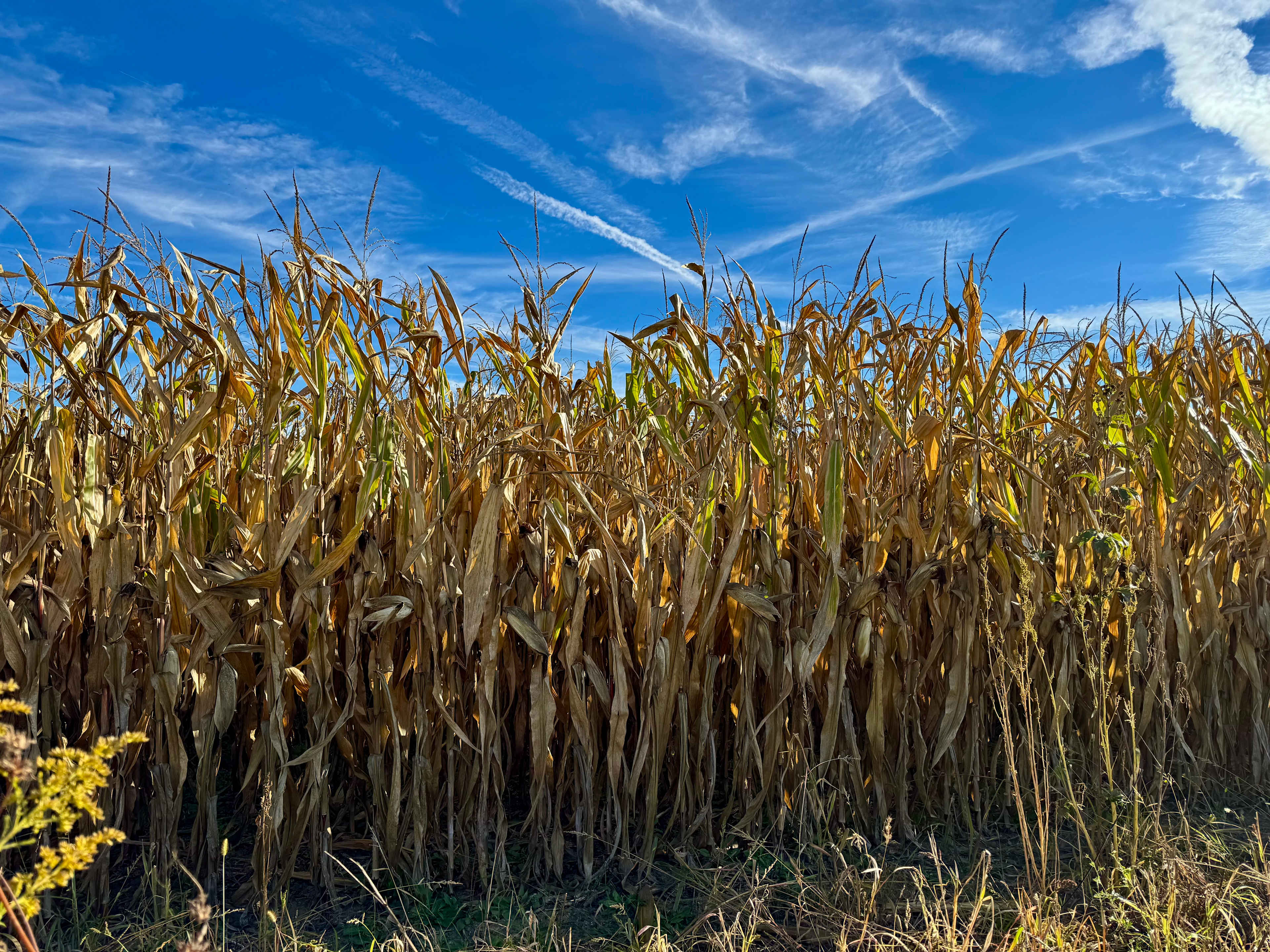 GloryField Hospitality Farm
