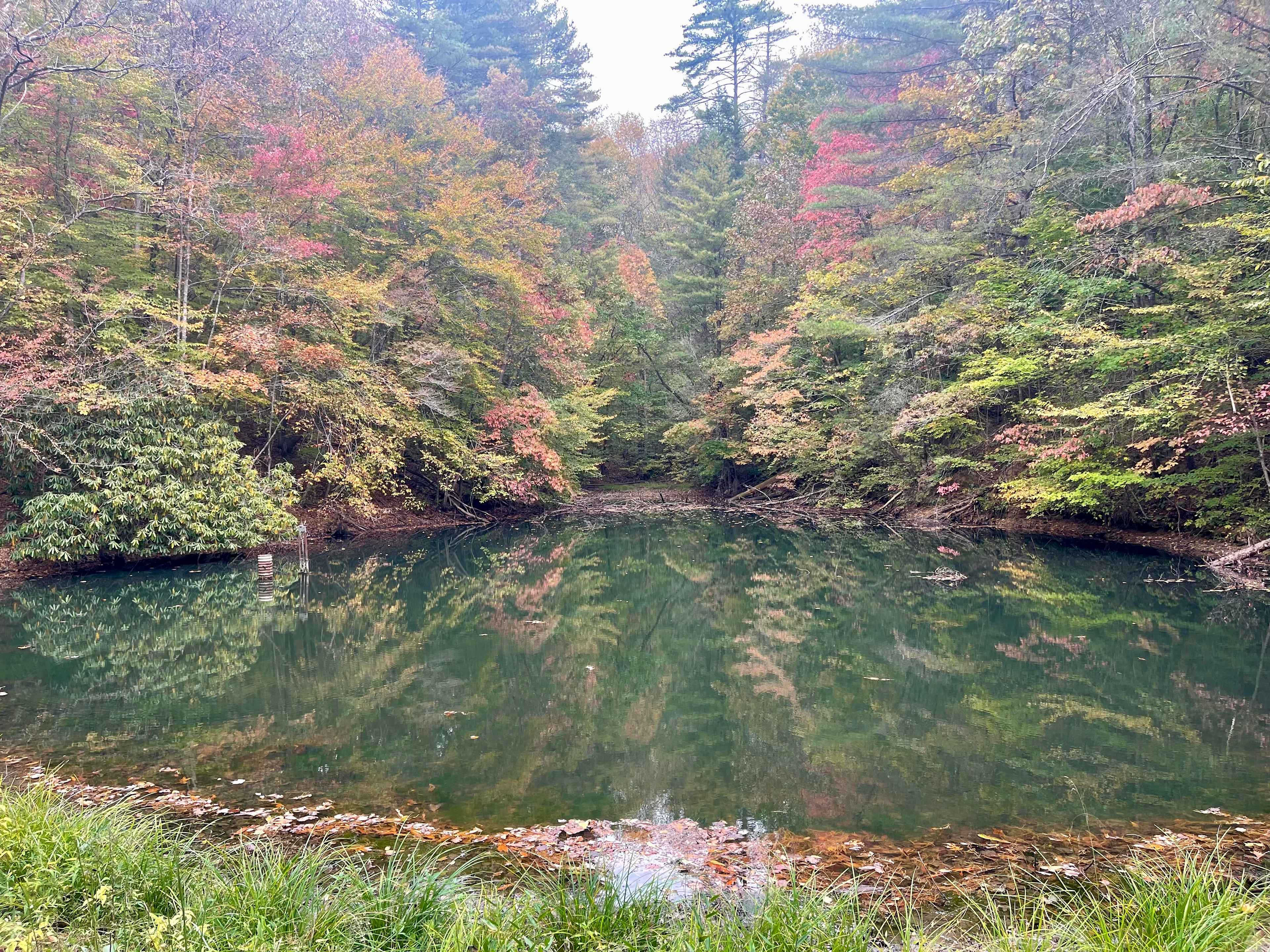 Fall color in the Smokies! 