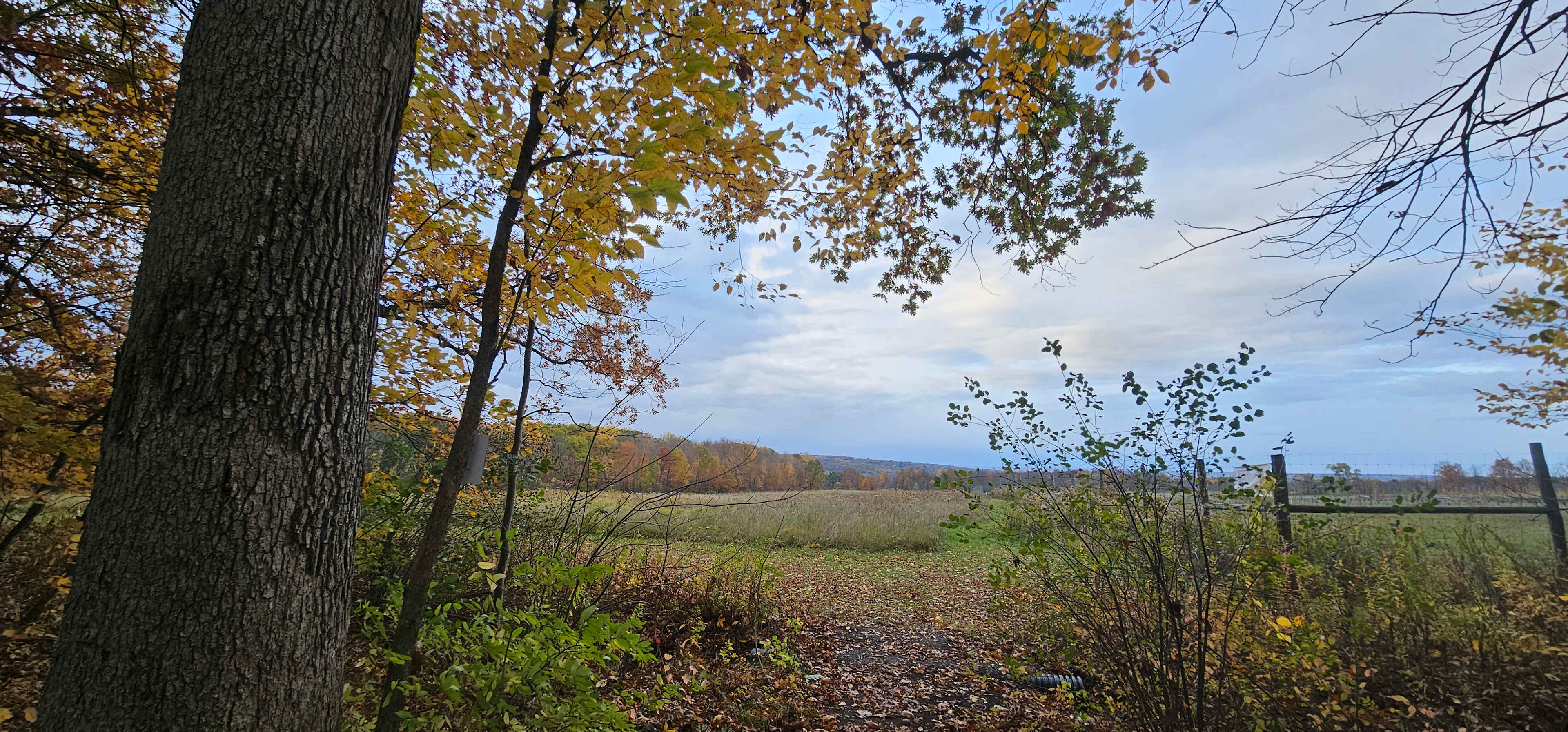 Orchard and Gorge At South Hill
