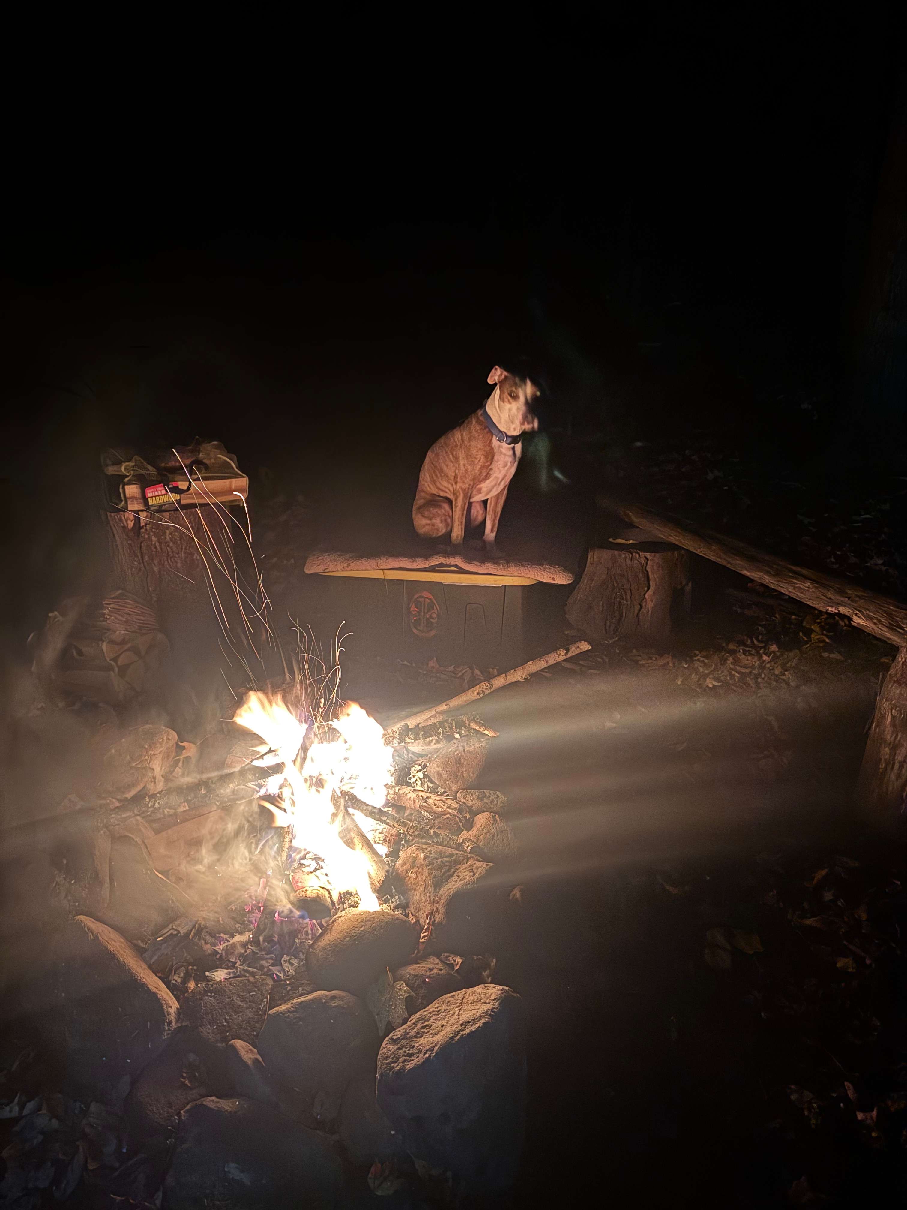 Tecumseh, dog of adventure