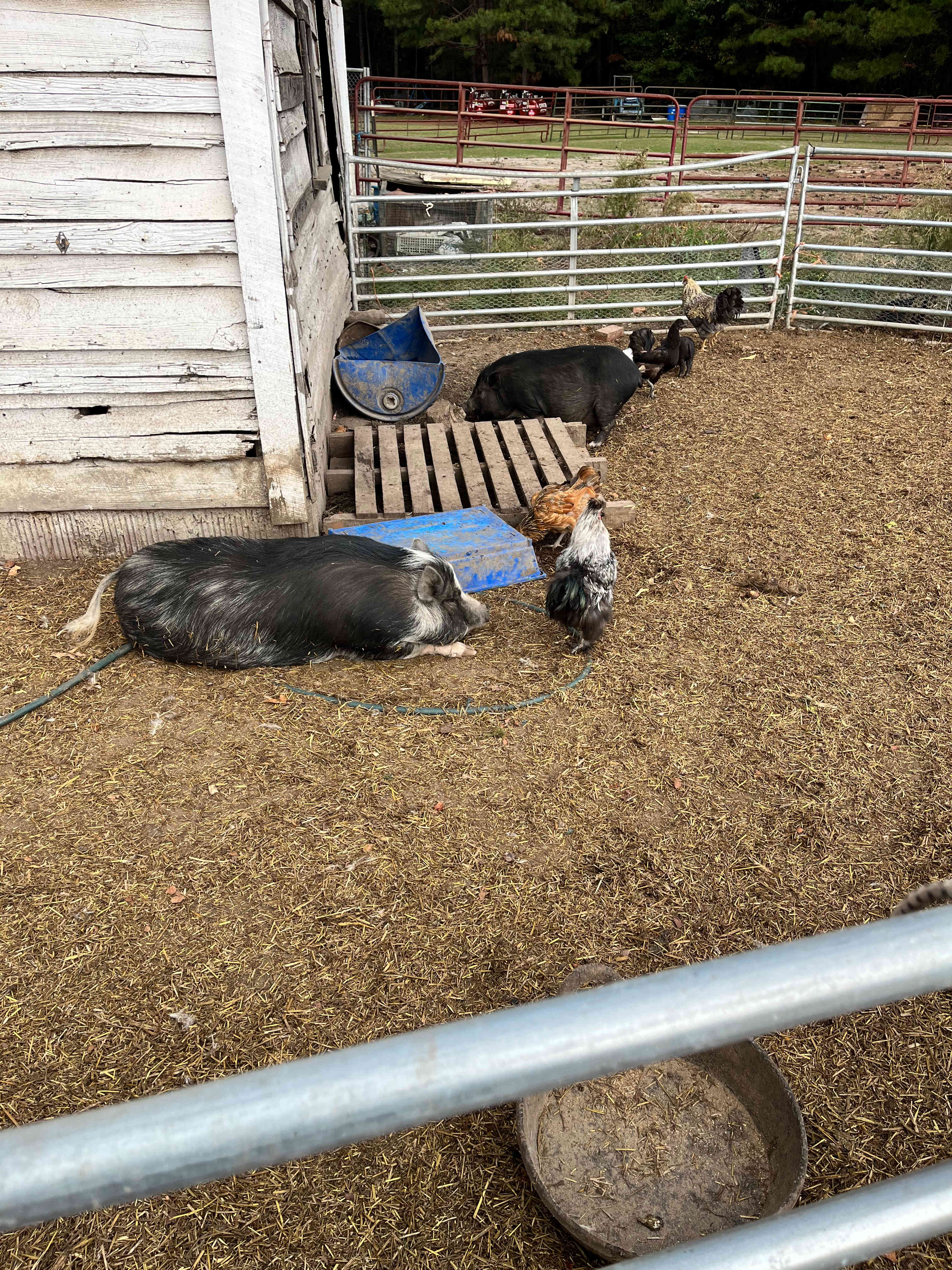 Baby piglets and adult piggies