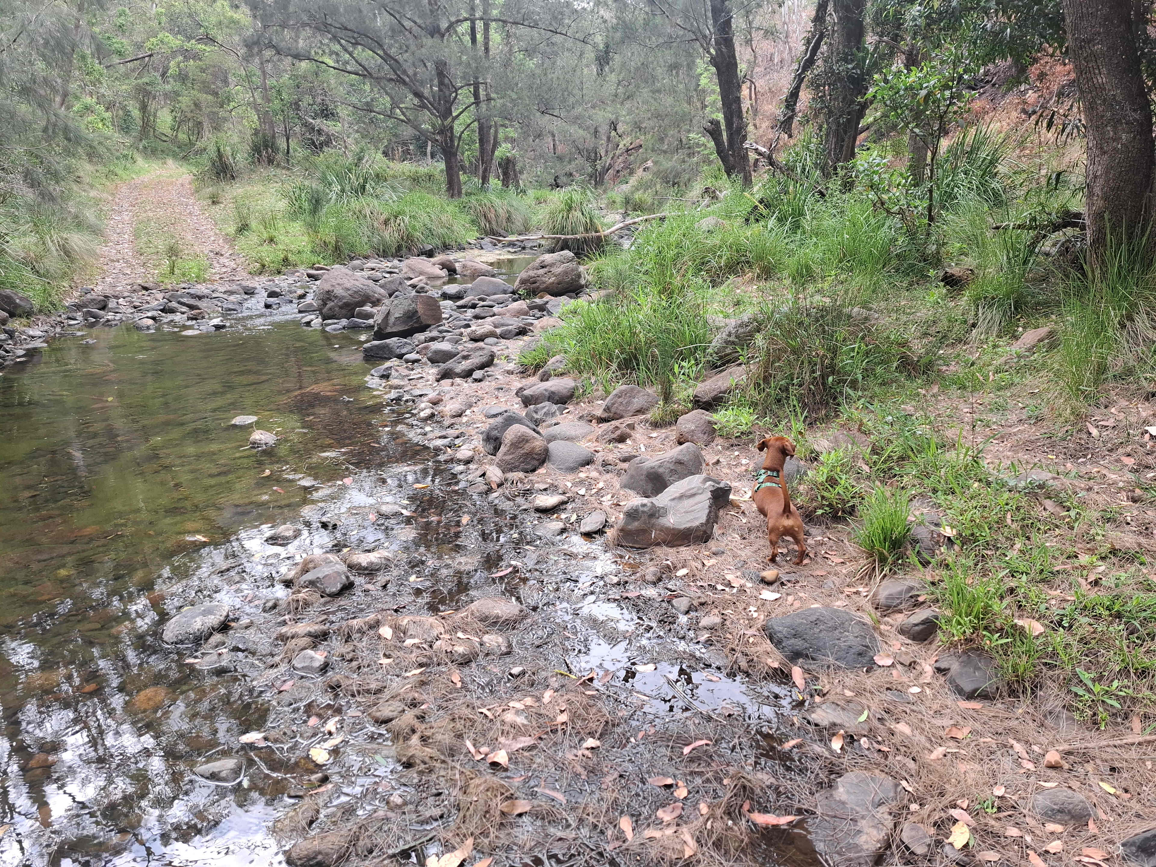 Broangus Bomber Wreck Rest