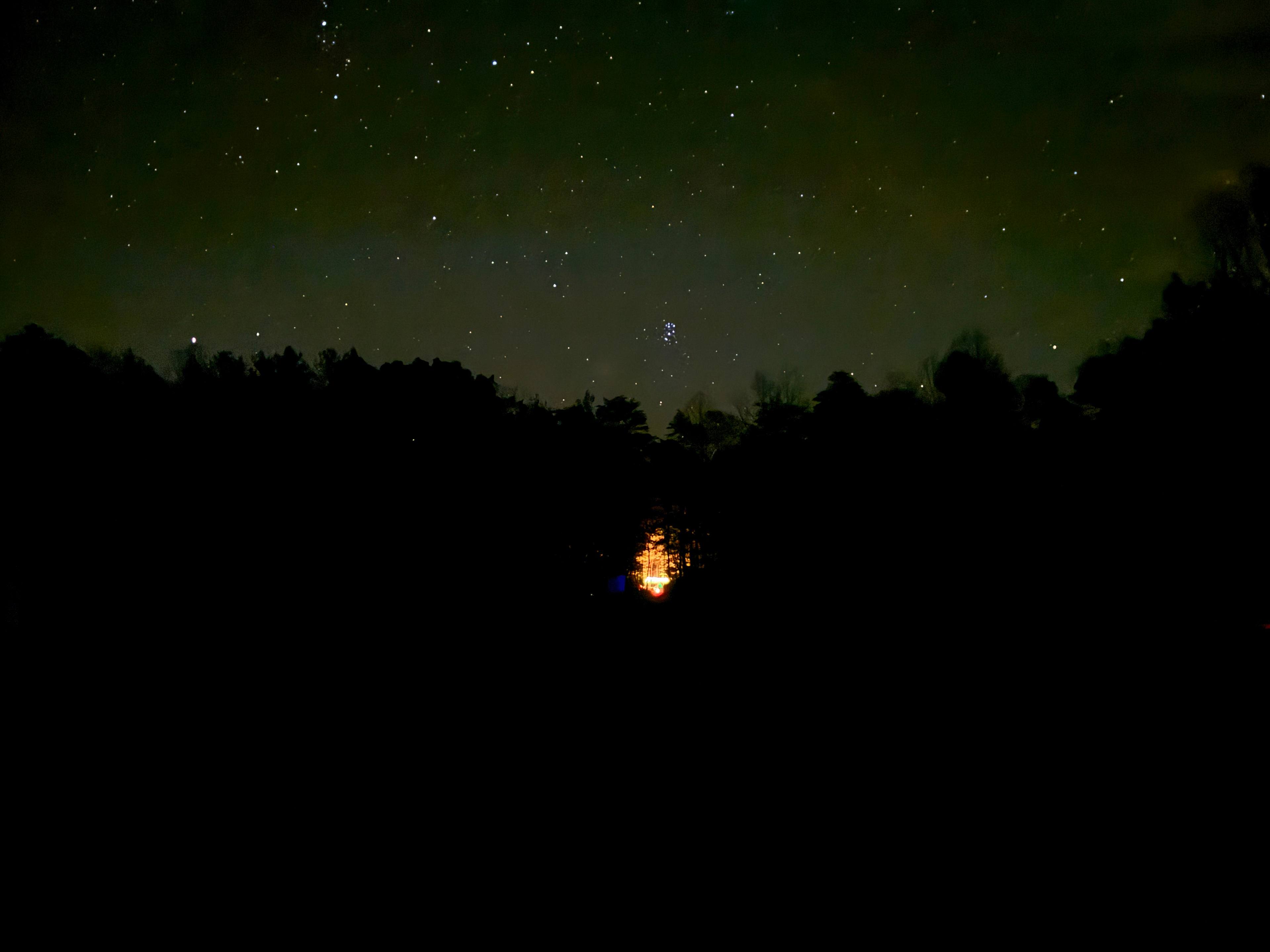 Bear 1 from the field