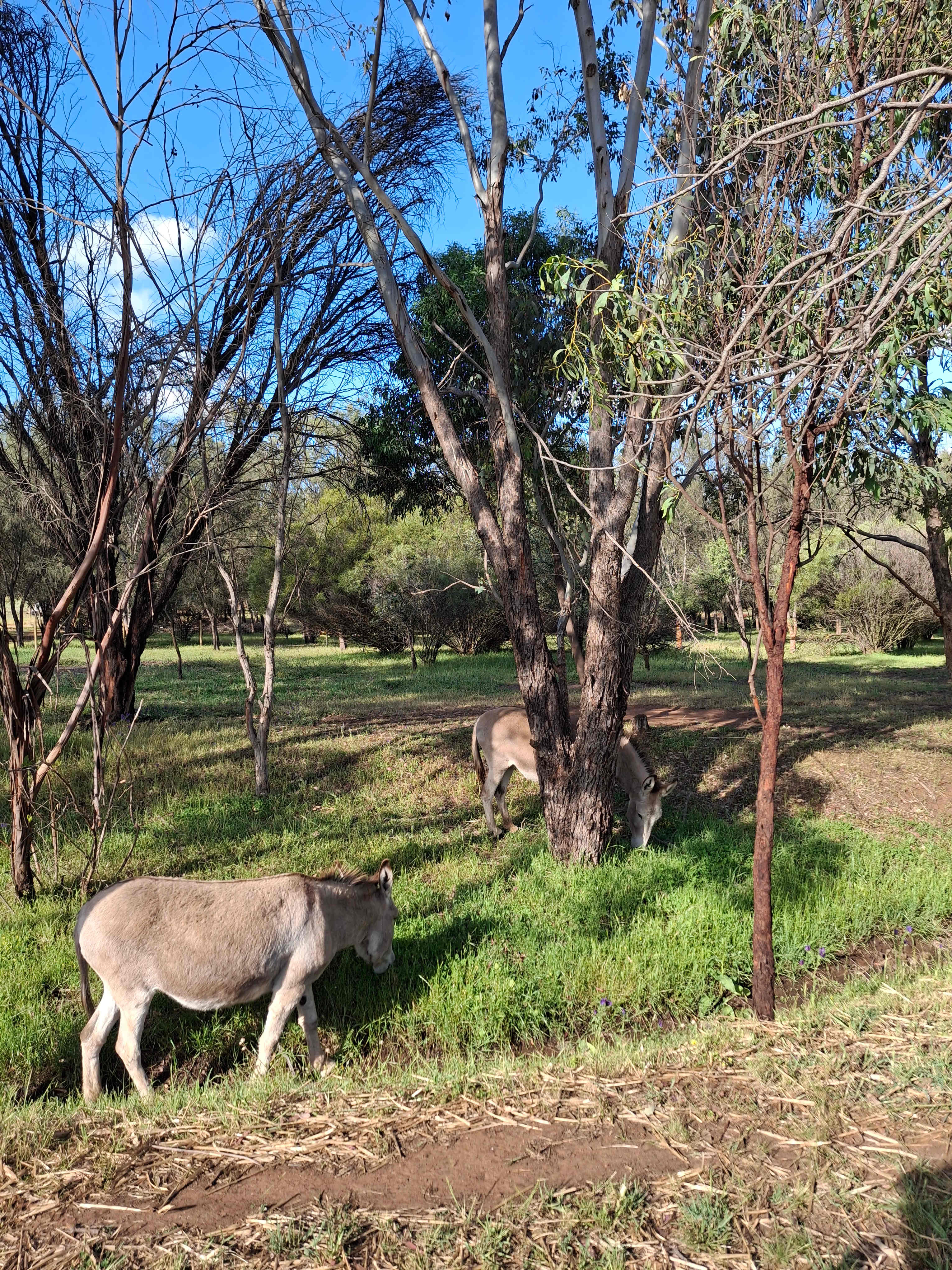 Sandalwood Downs  Farm Stay Toodyay