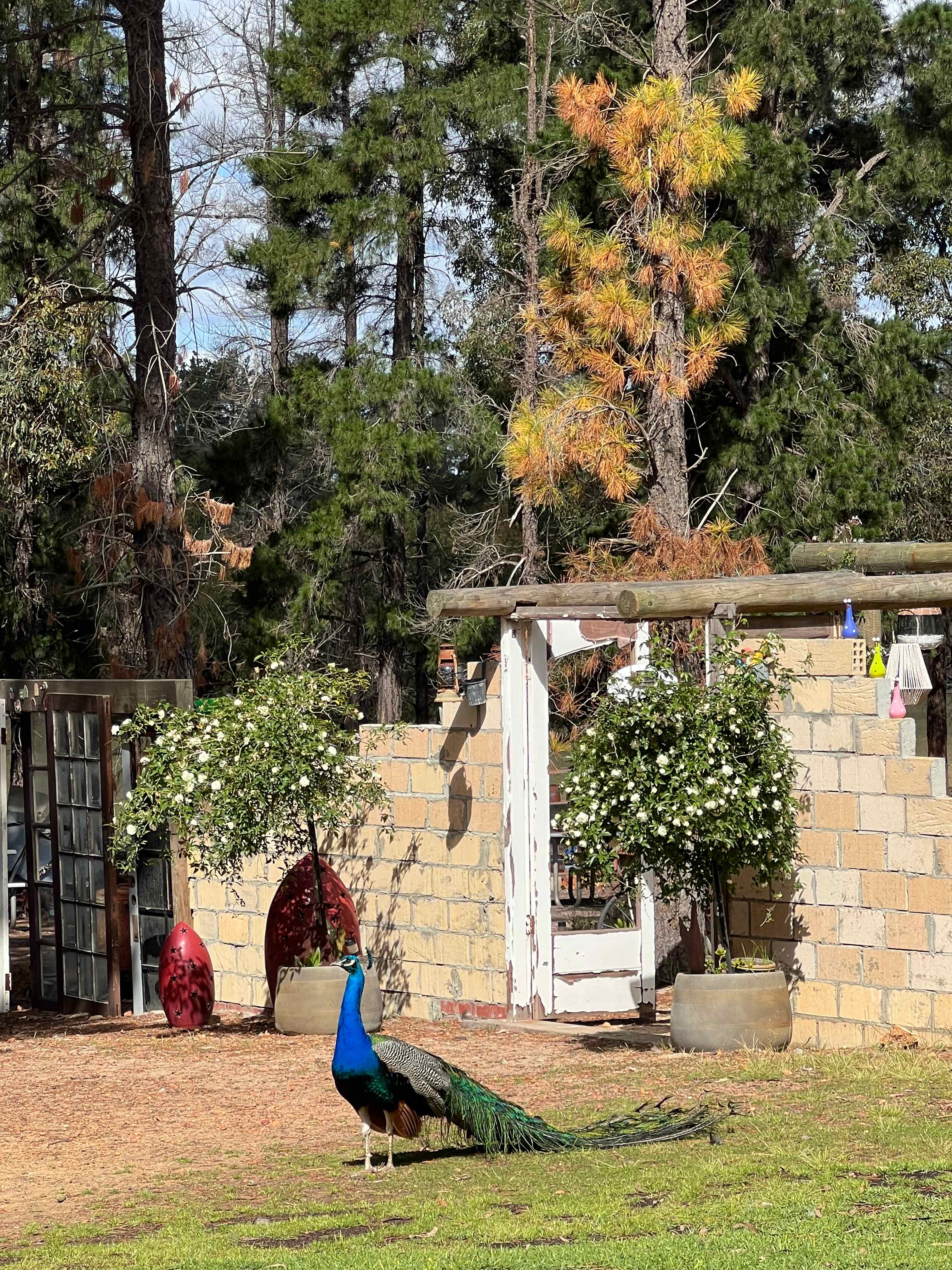 Little Eeden Farm Pine Camp