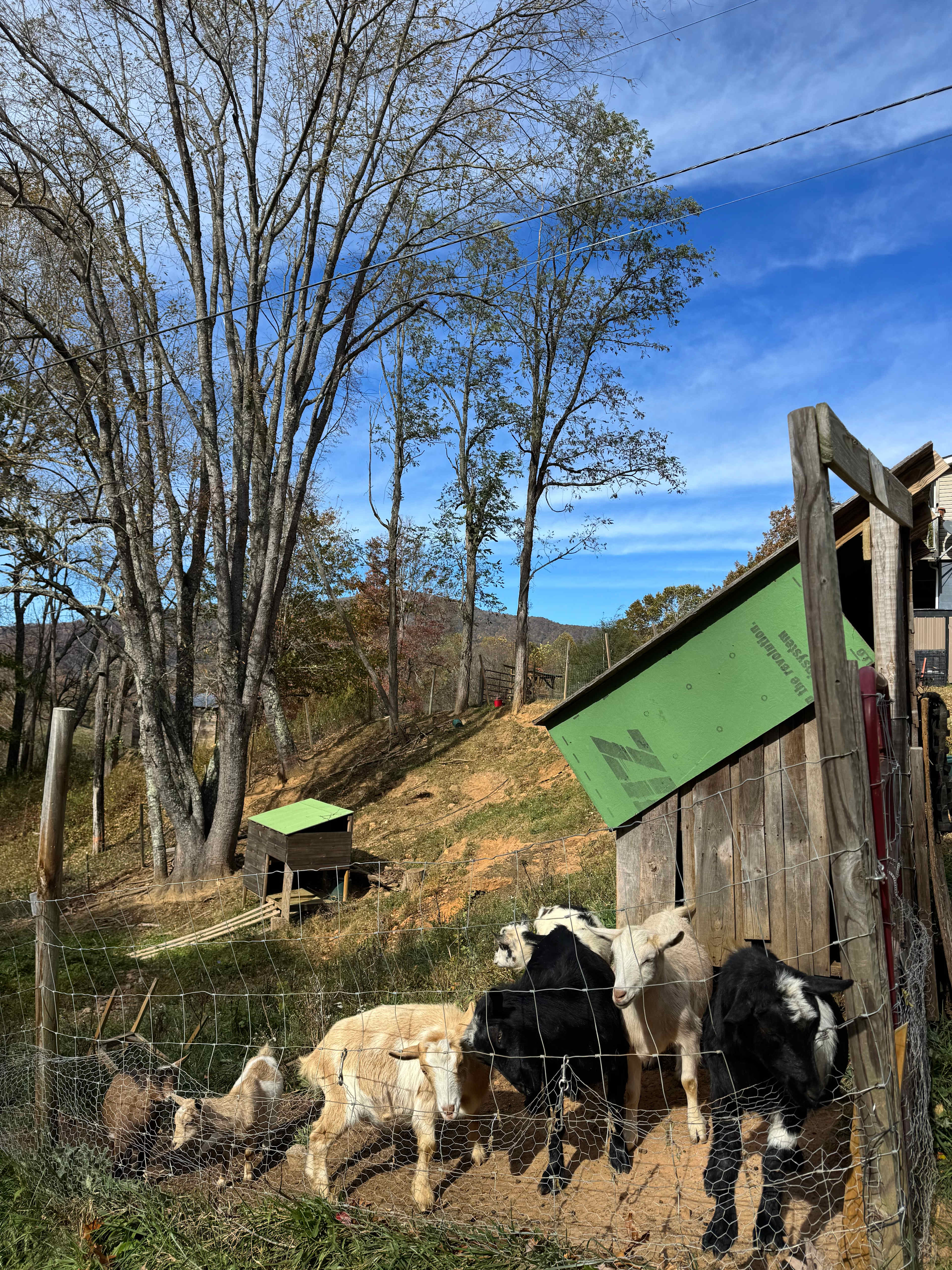 Red Rooster Farm: AVL Adjacent!