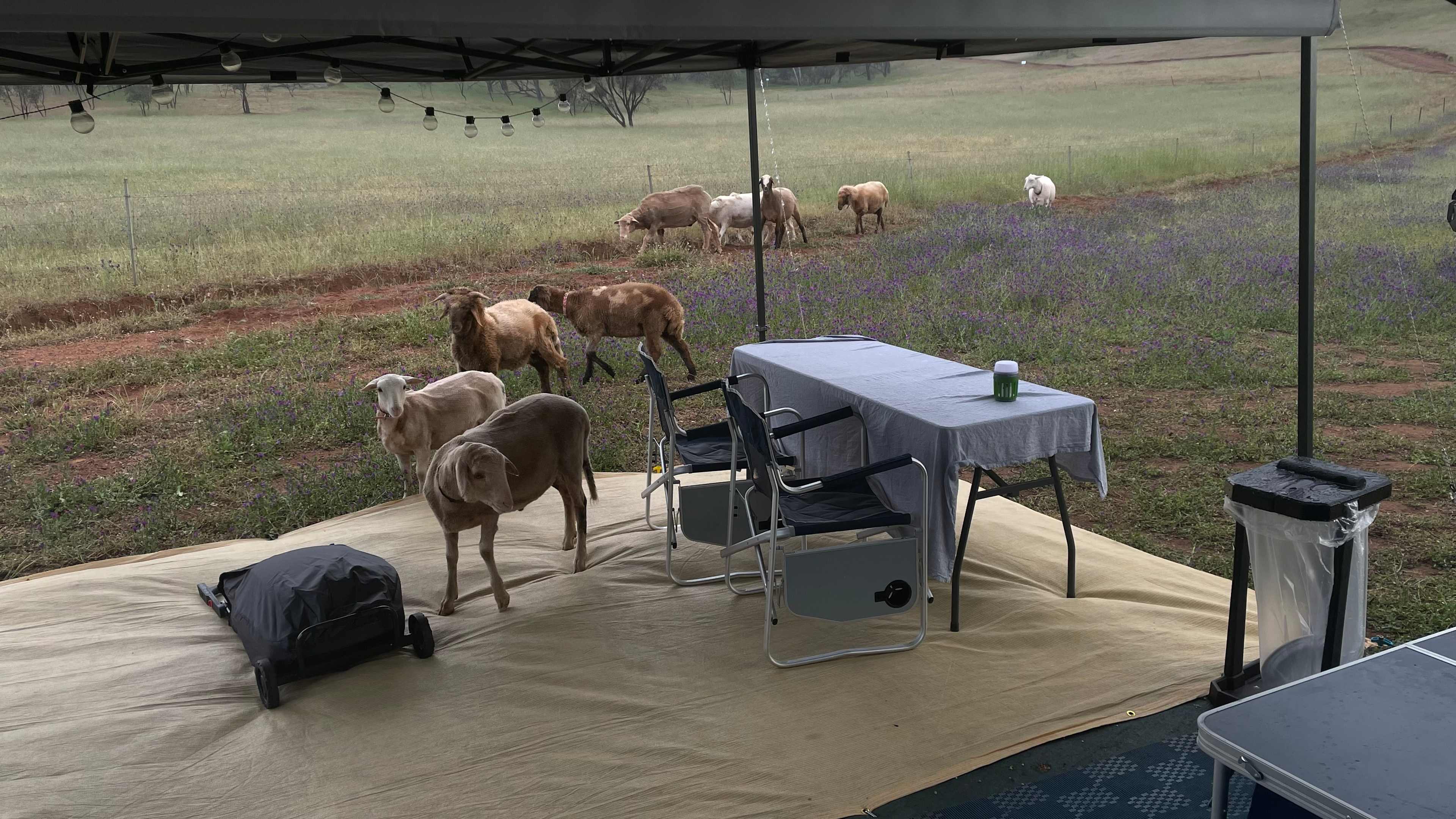 Sandalwood Downs  Farm Stay Toodyay