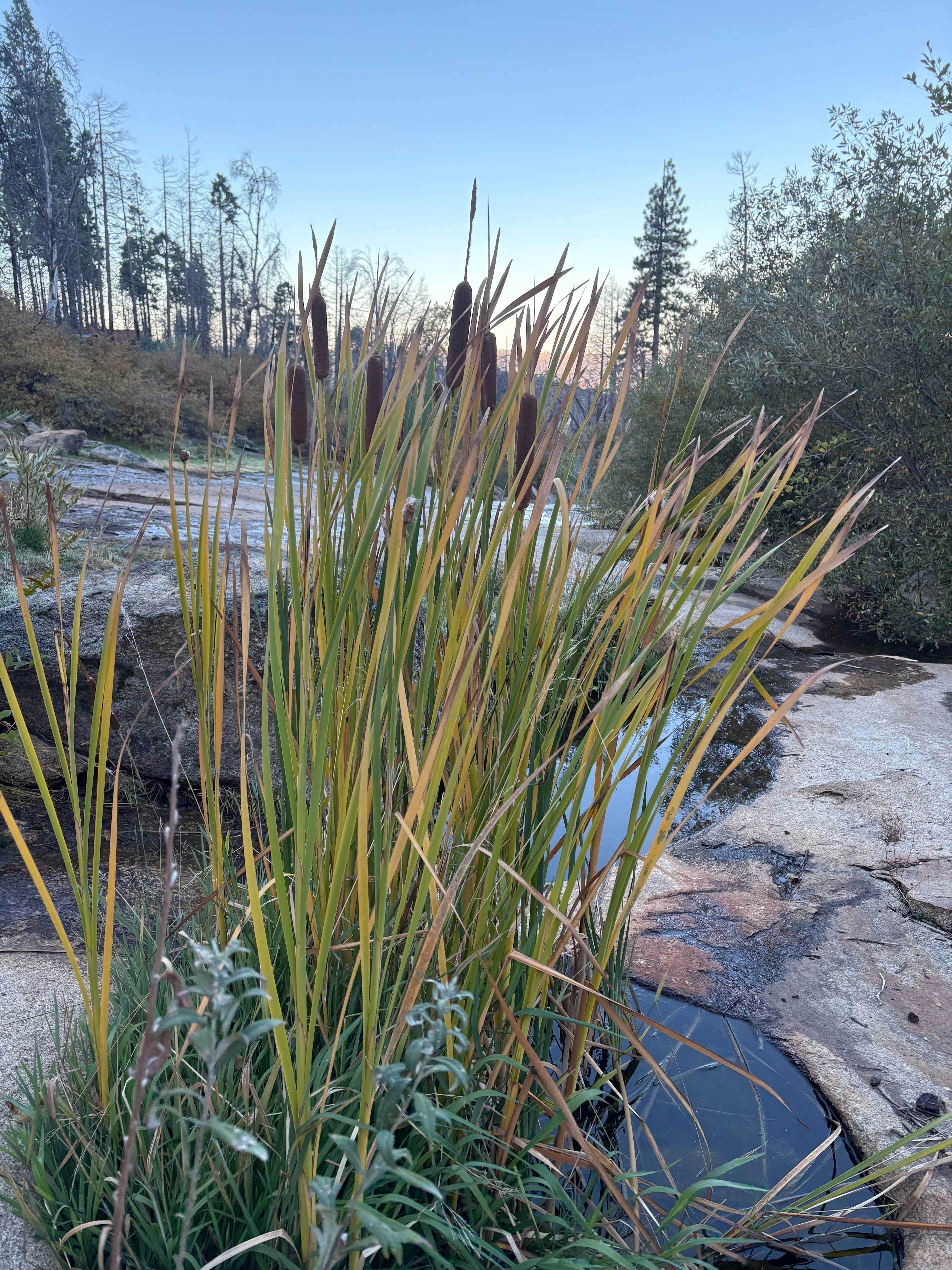 Musick Creek Falls  by Shaver Lake