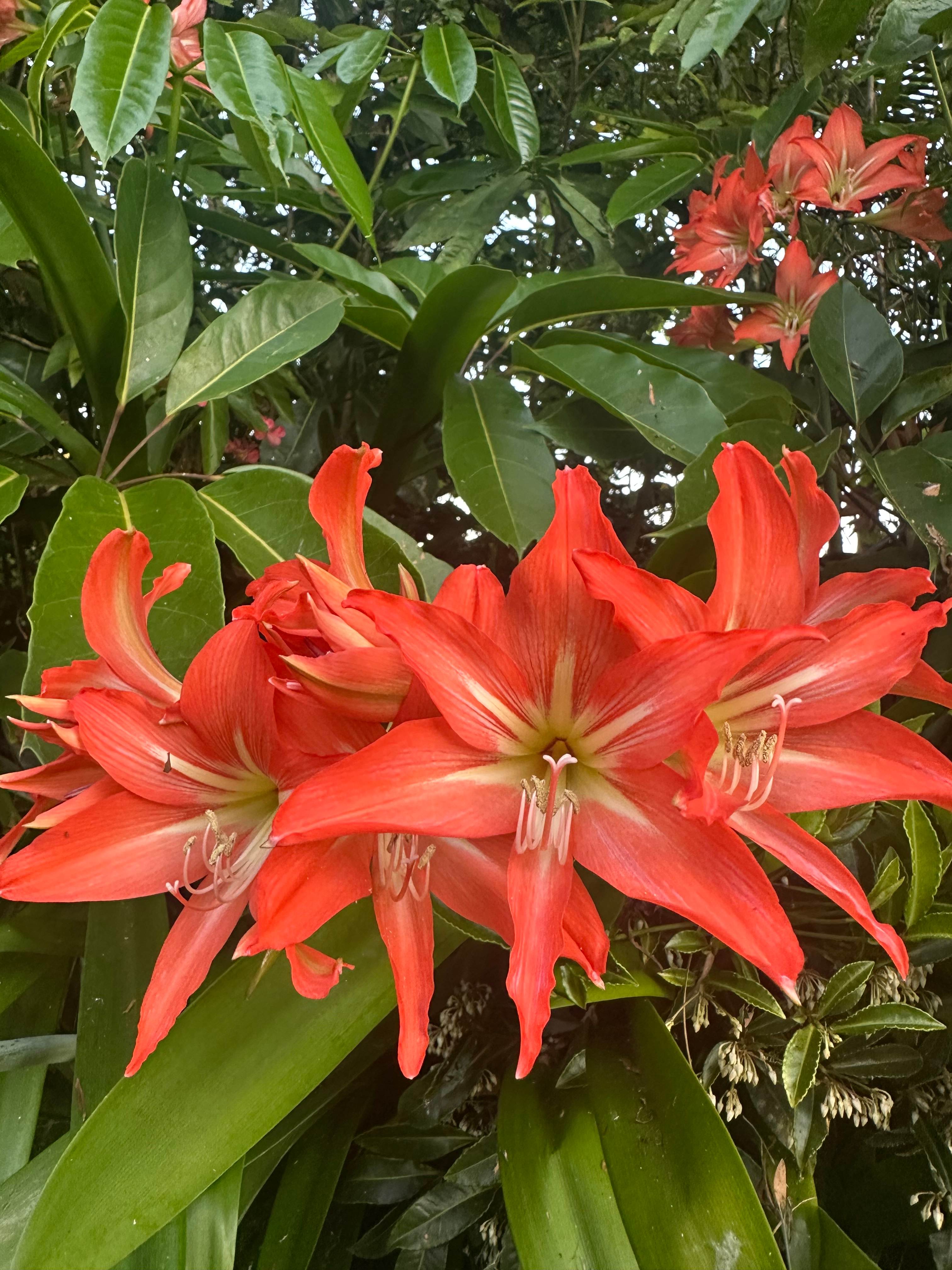 Three Falls Holiday Millaa Millaa