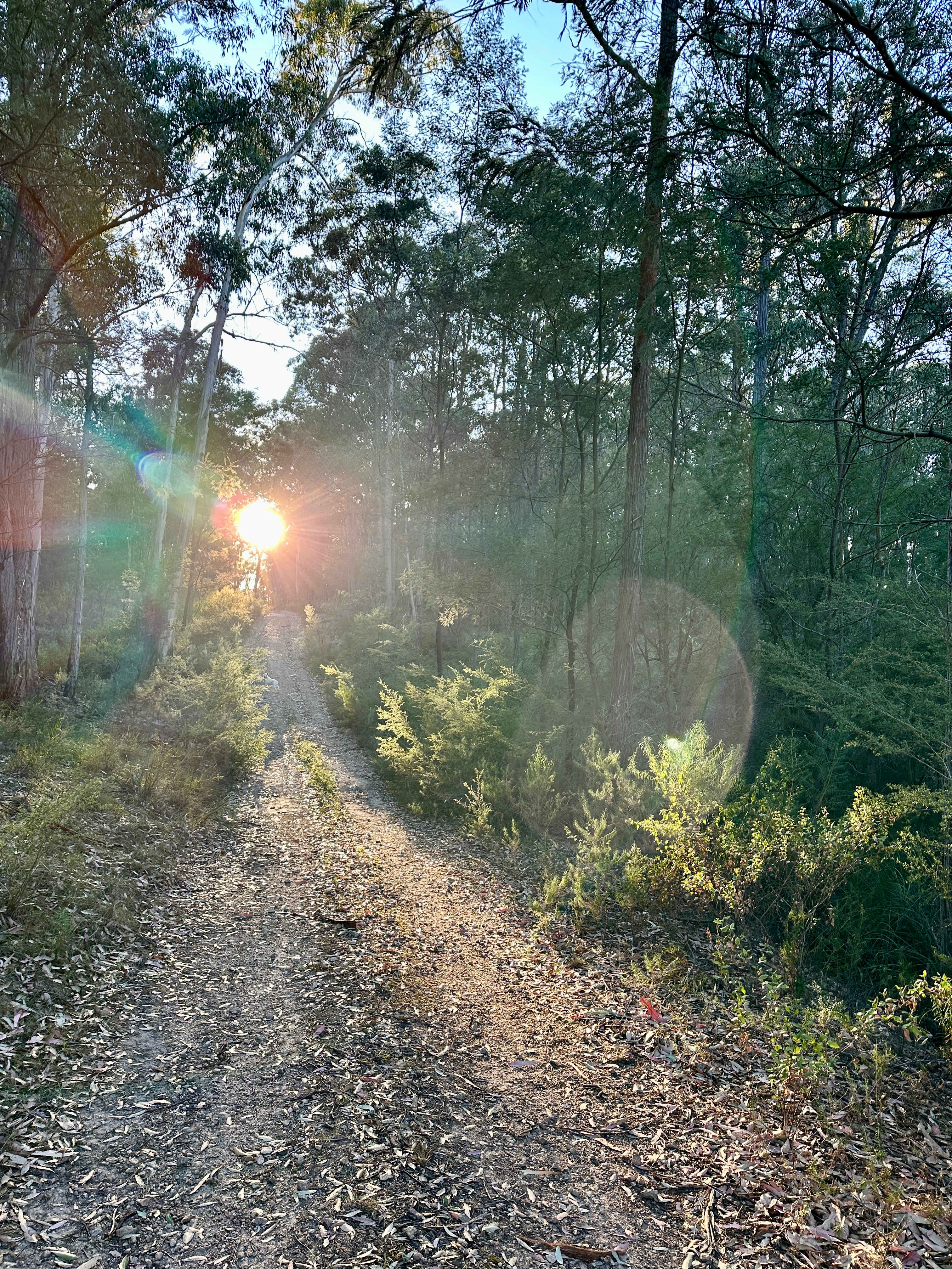Mt Alfred Camping and Horse Riding