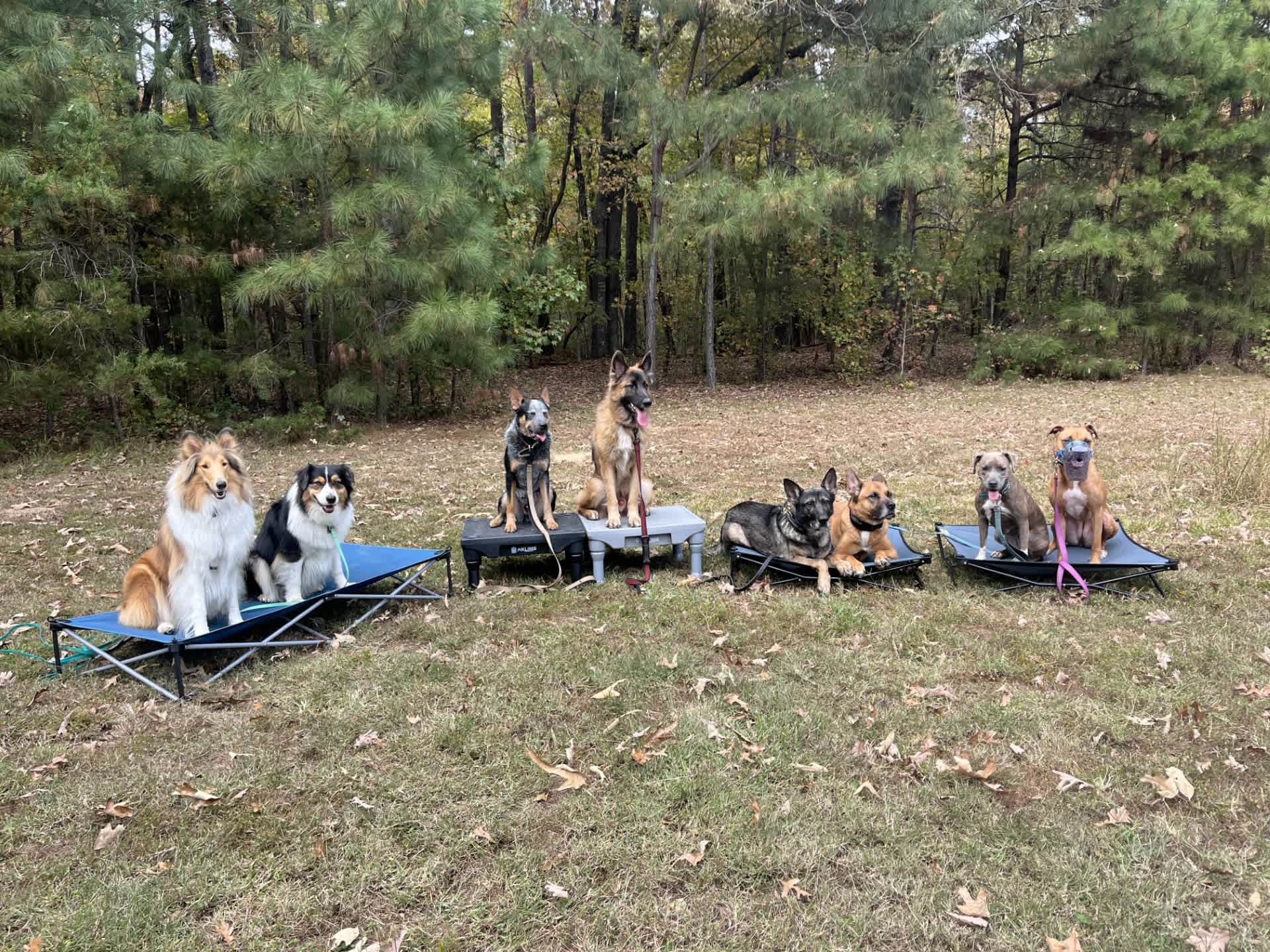 Rural Chapel Hill Forestry Stay