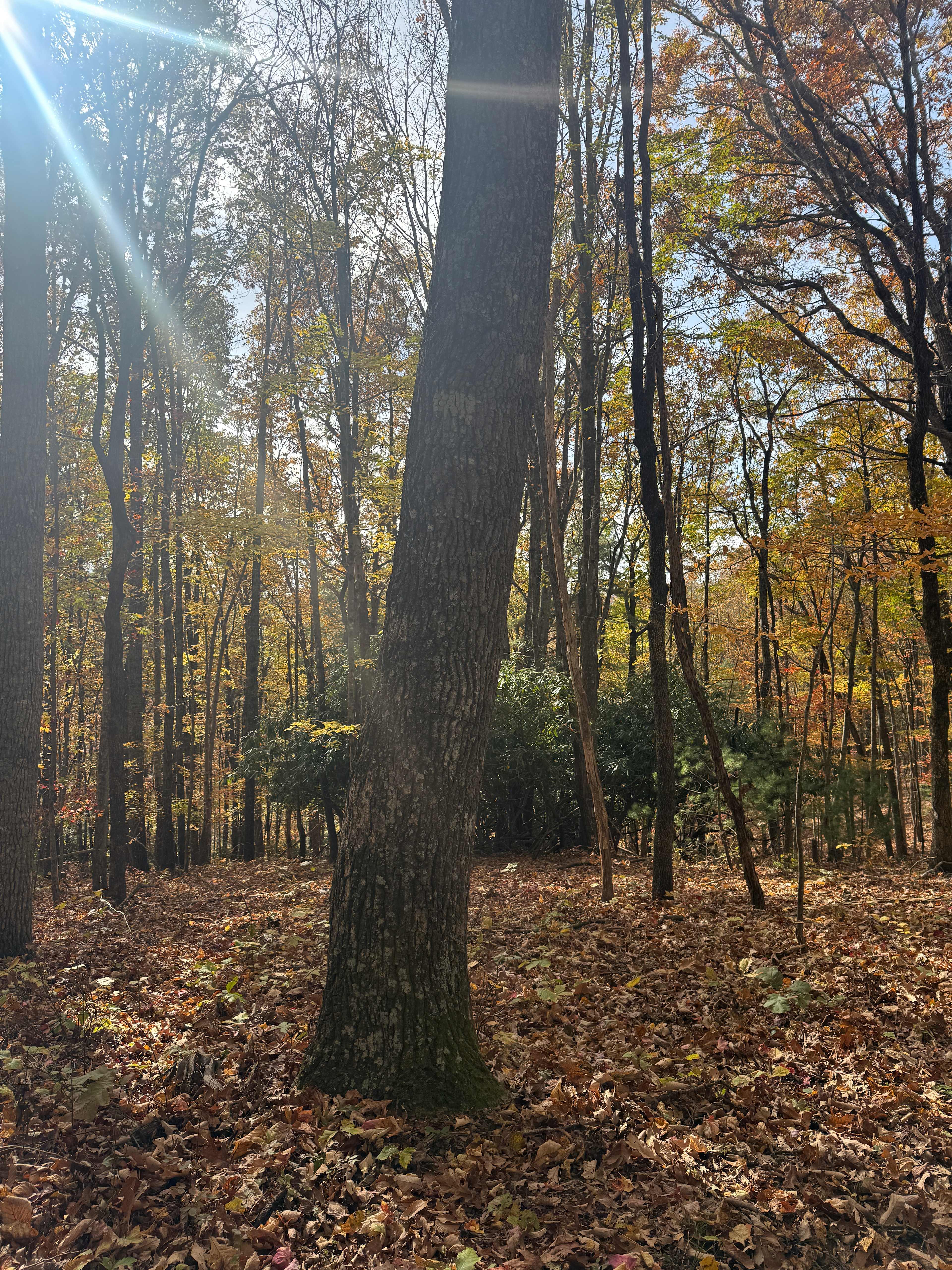 The trails through the property were magical!