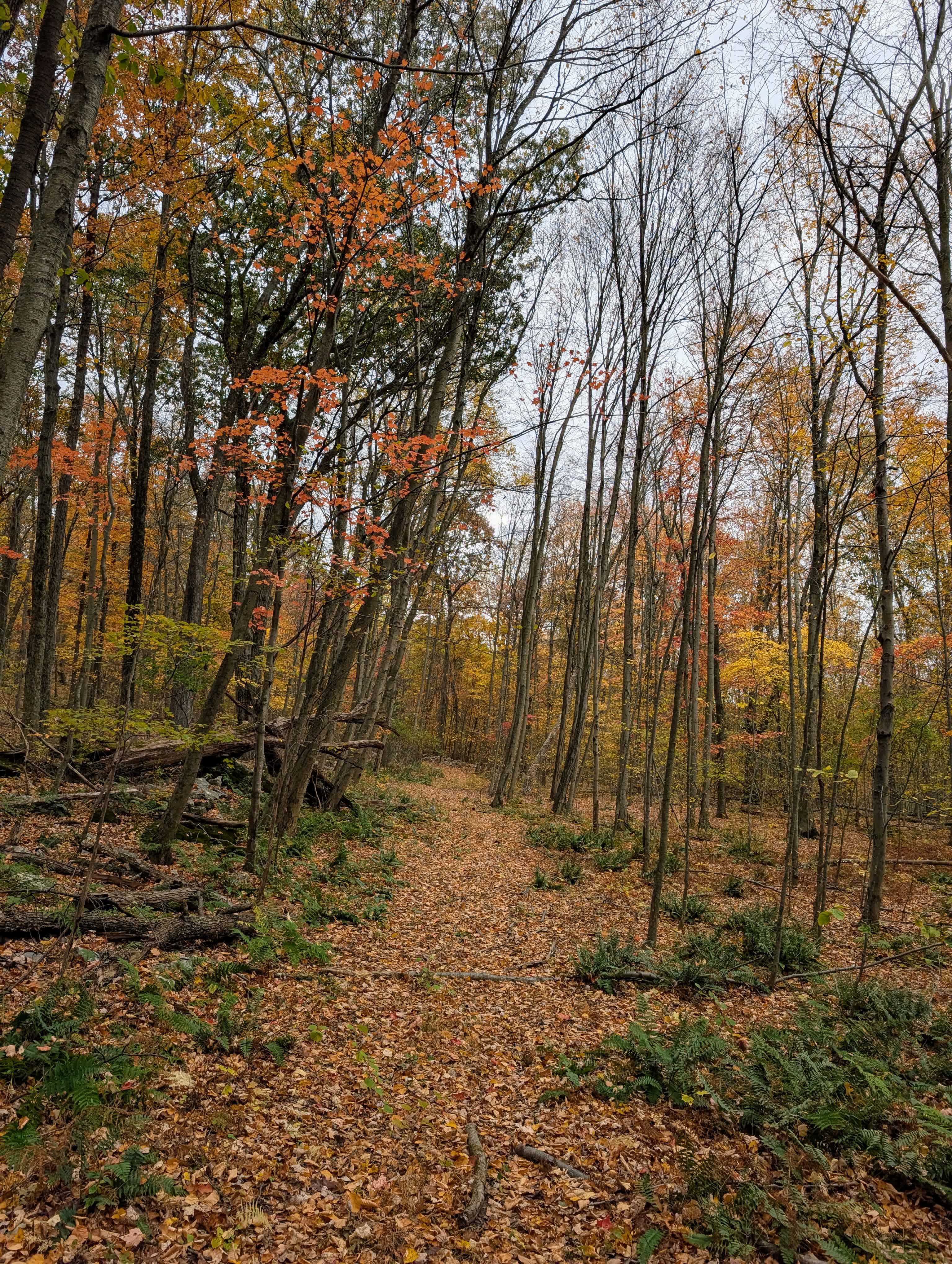 short loop trail up the hill