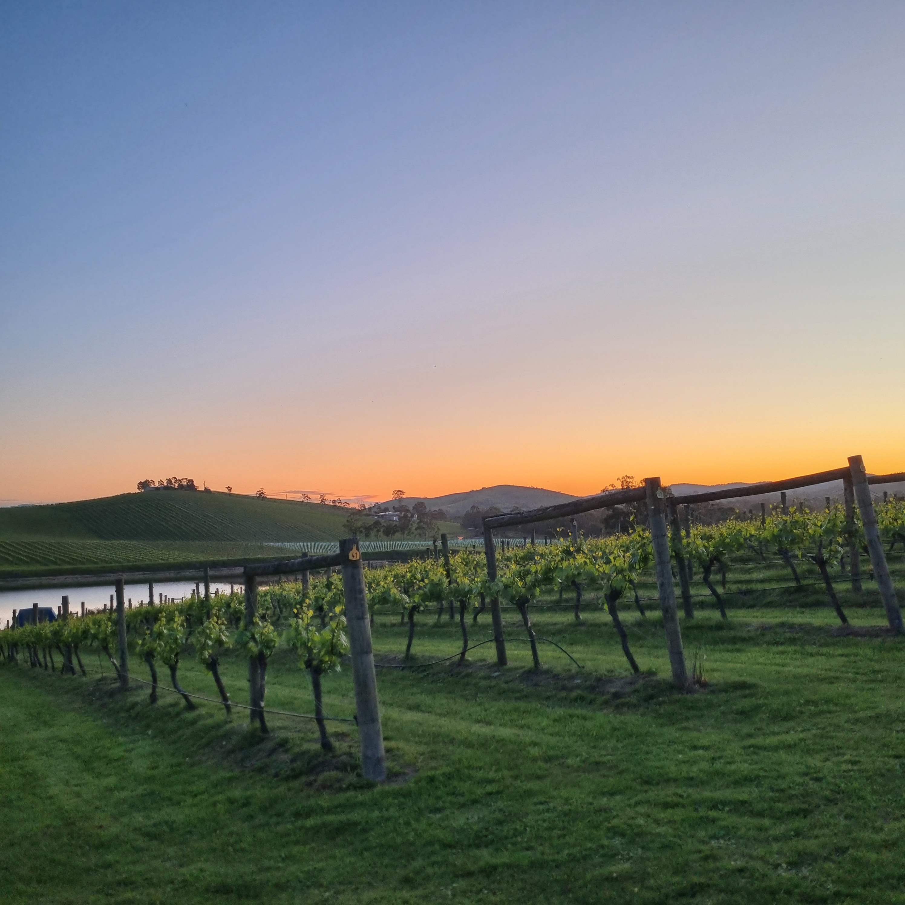 Mt Hope Vineyard Estate.