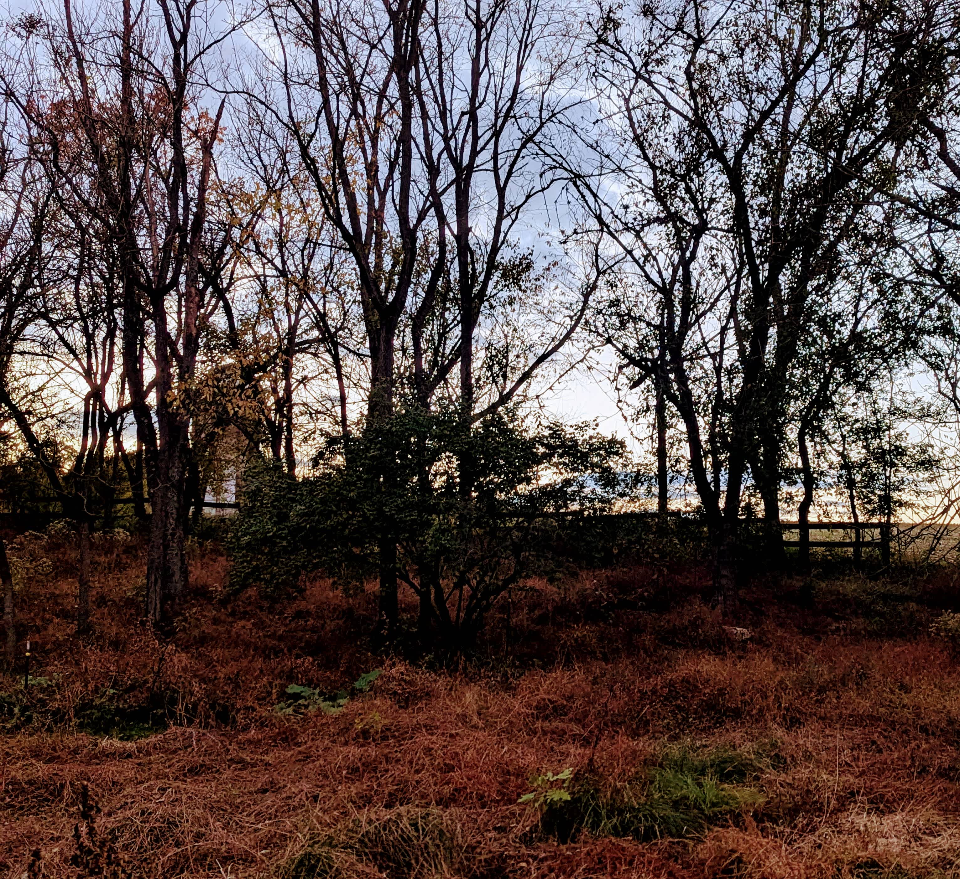 Shambala at Mystic Hollow