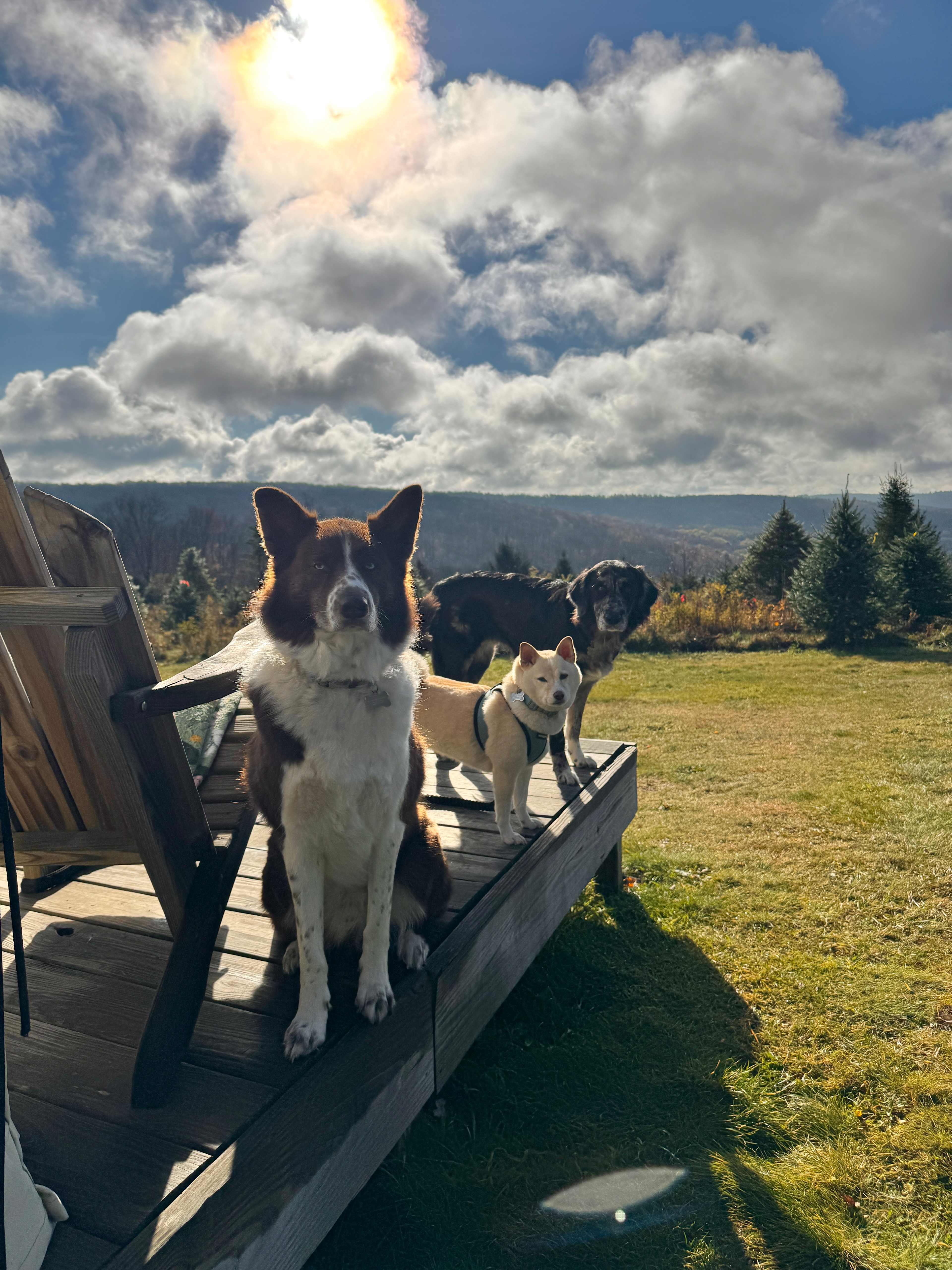 Christmas Tree Farm Hidden Delight