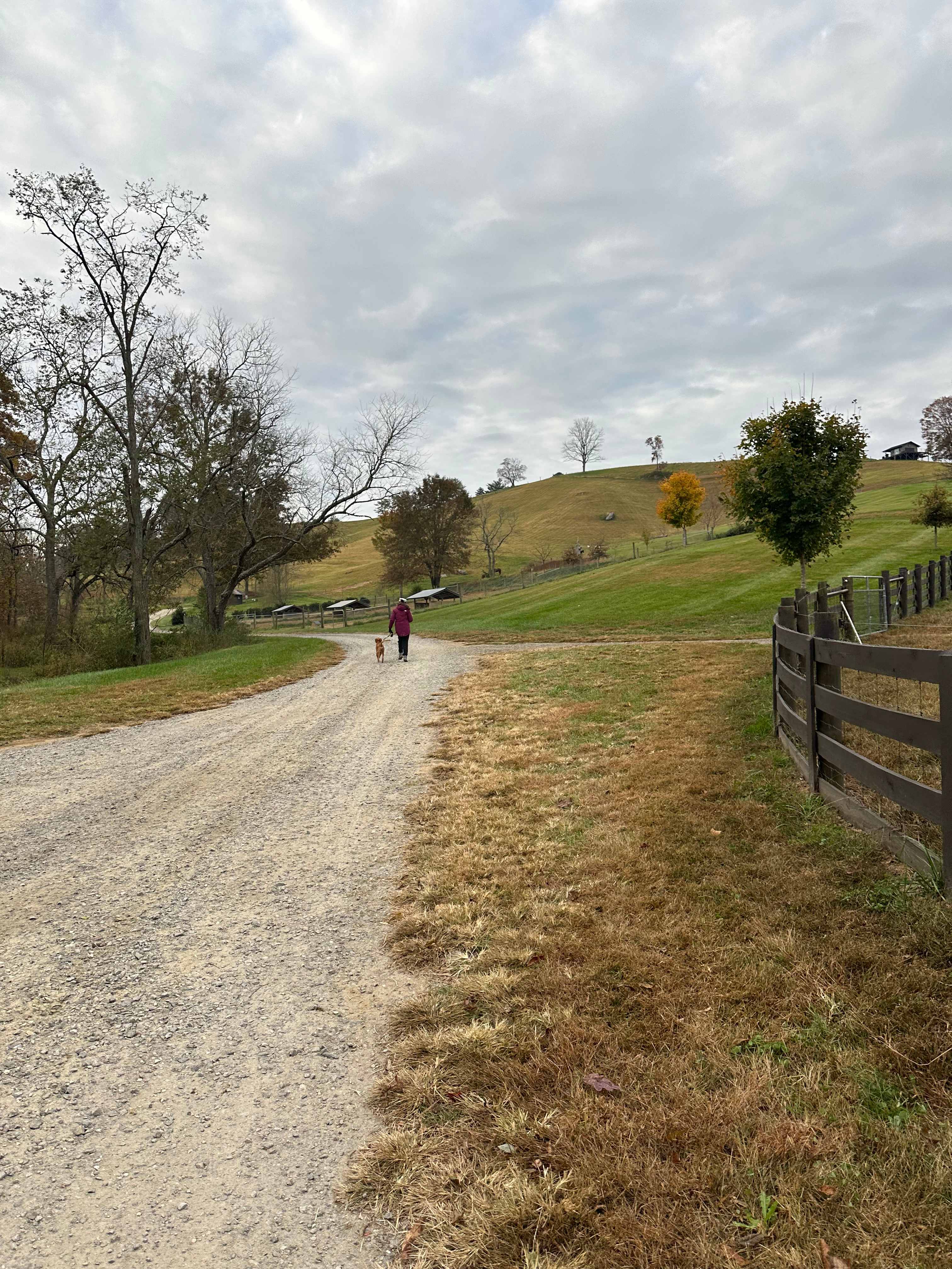 Smoky Mtn Mangalitsa River Ranch